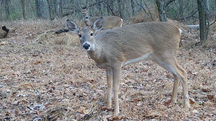 Skip Morelock SIU zoology, computer science researchers team up for IDNR d...