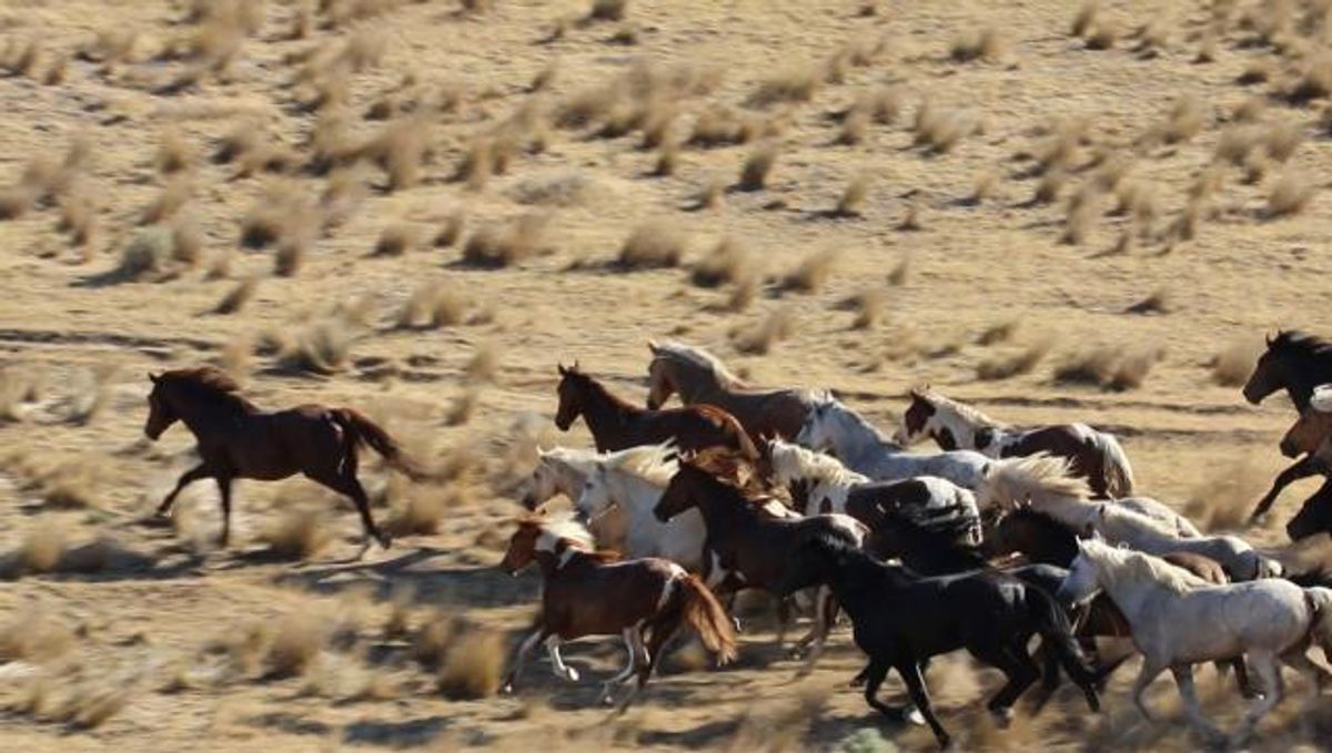 BLM completes wild horse gather in Saylor Creek Herd Managem...