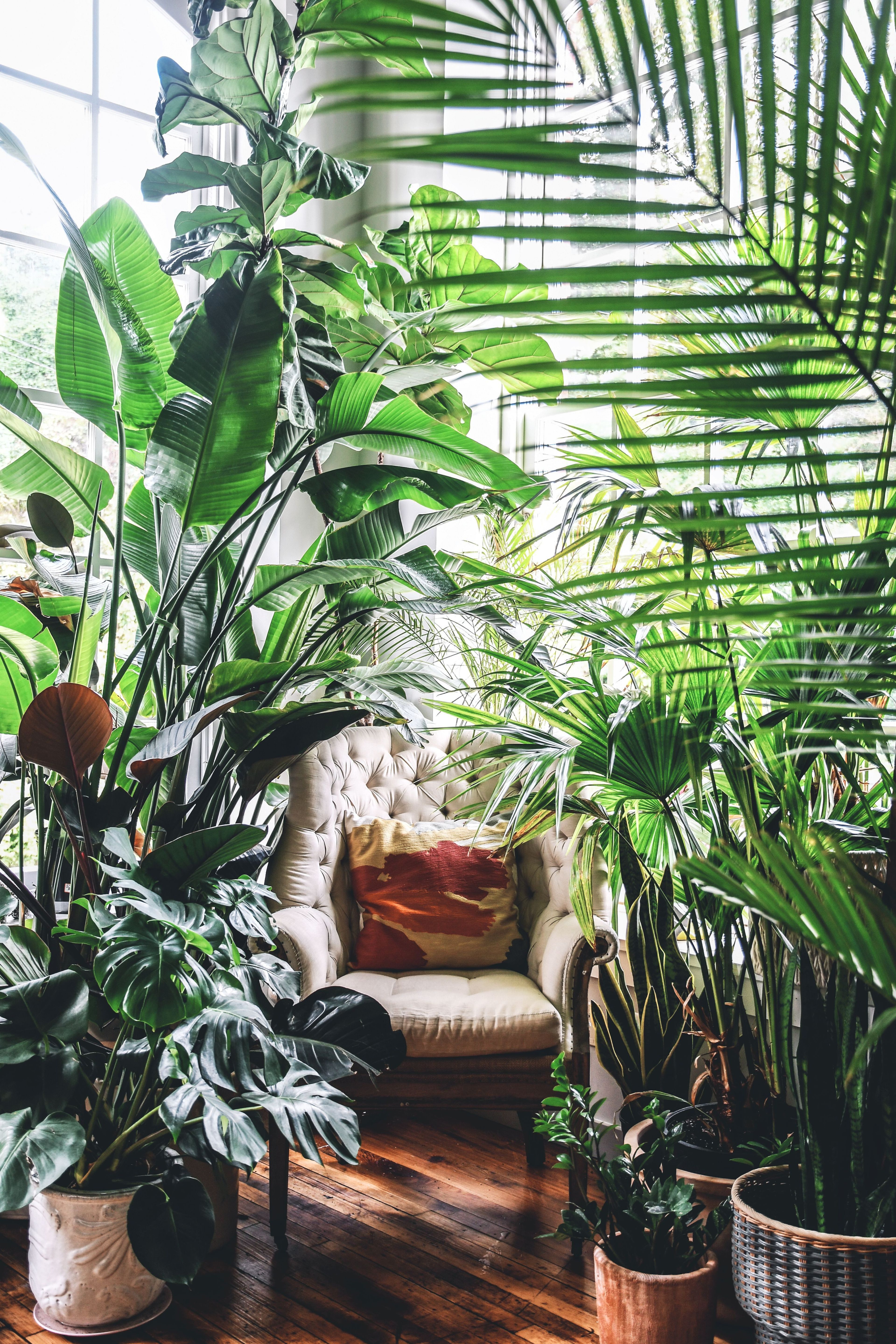 How to create a calming 'nature nook' with indoor plants. Advice from Hilton Carter