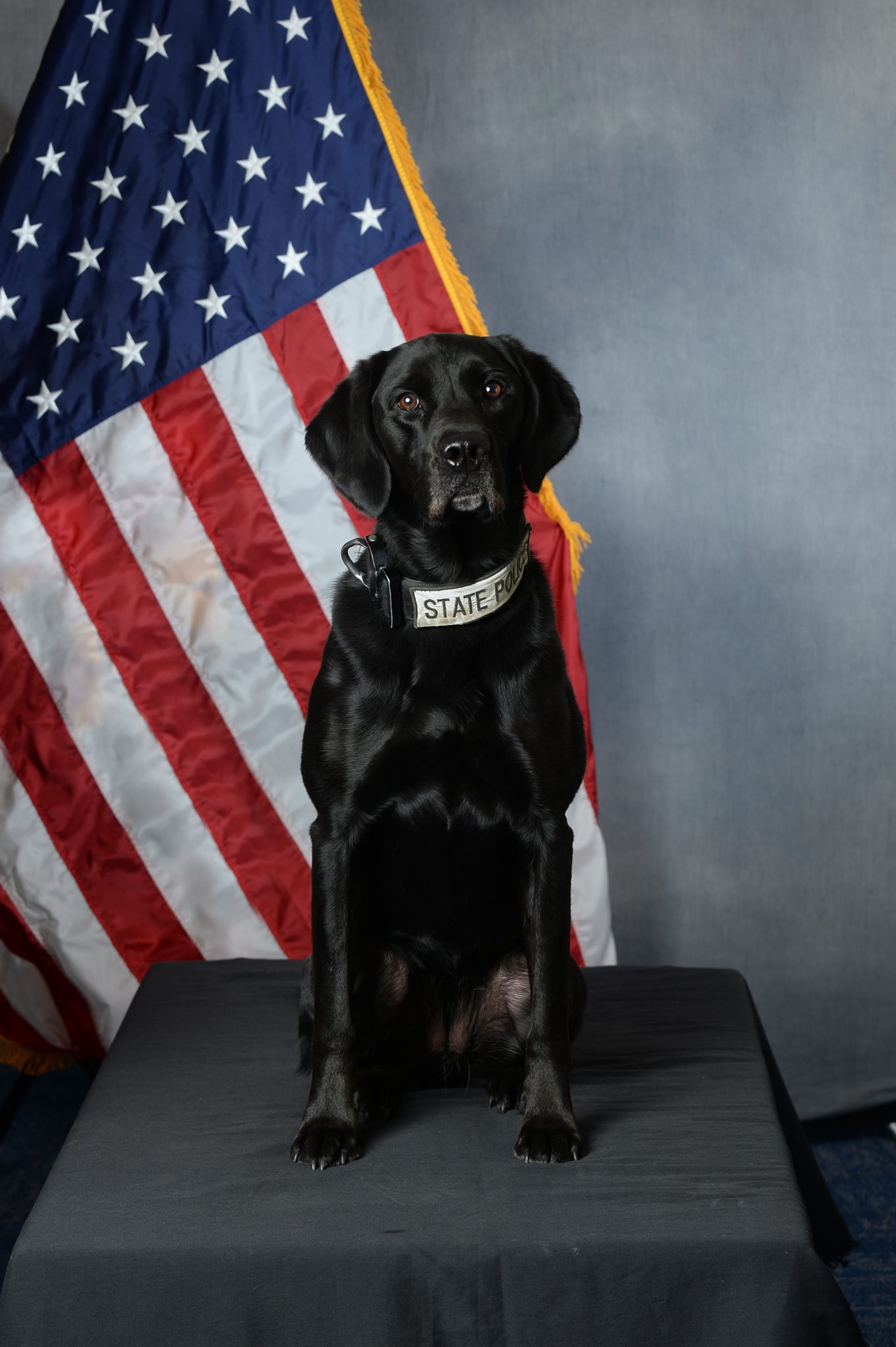 Explosive detection K-9 Kimber retires following cancer diagnosis