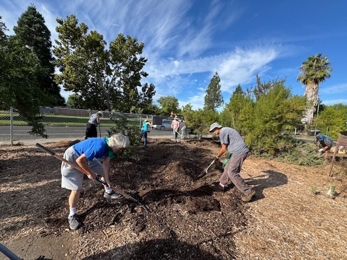 Can a tiny forest help Sacramento beat the heat? Two local p...