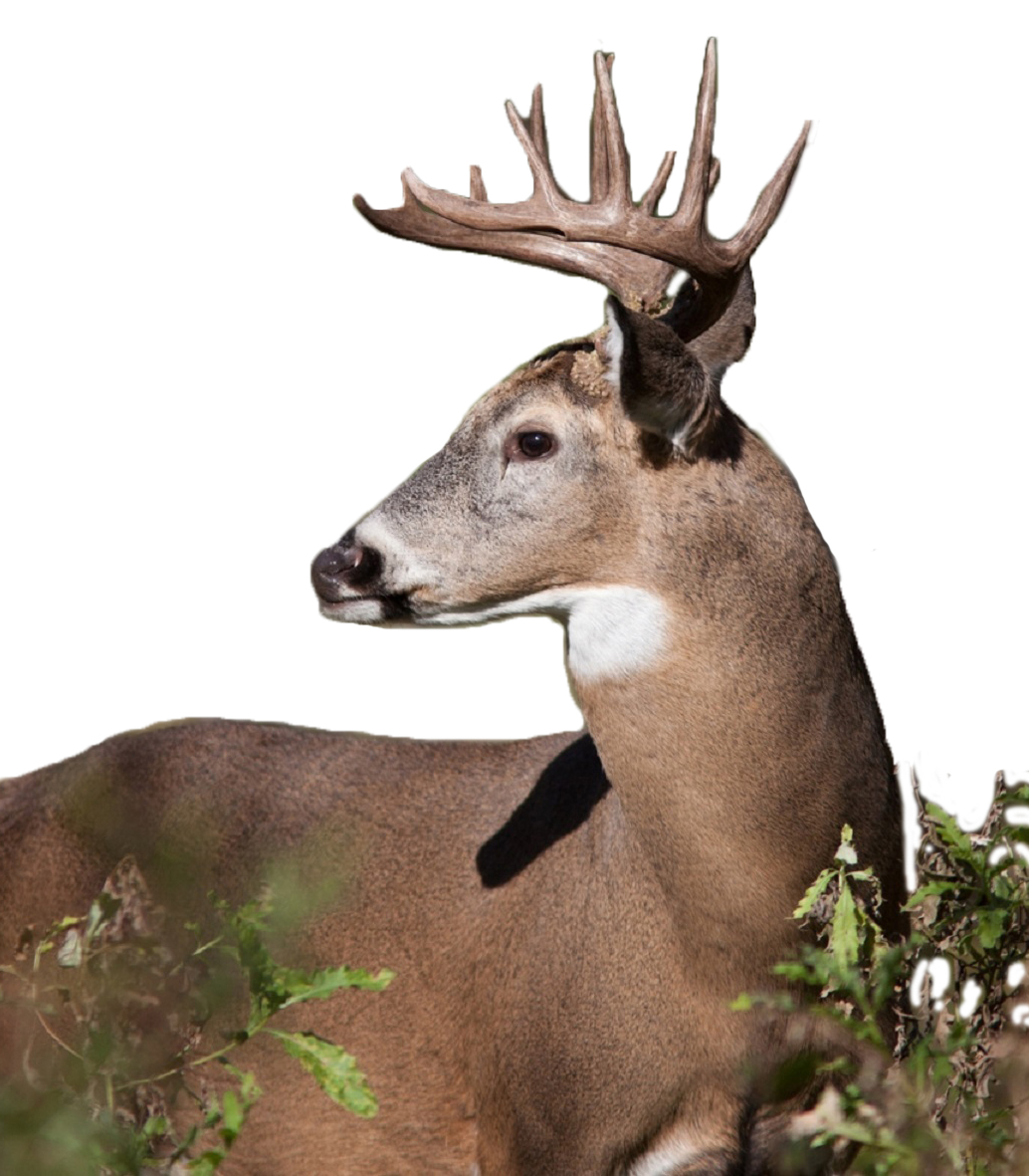 Arkabutla Lake sets special archery deer hunt dates