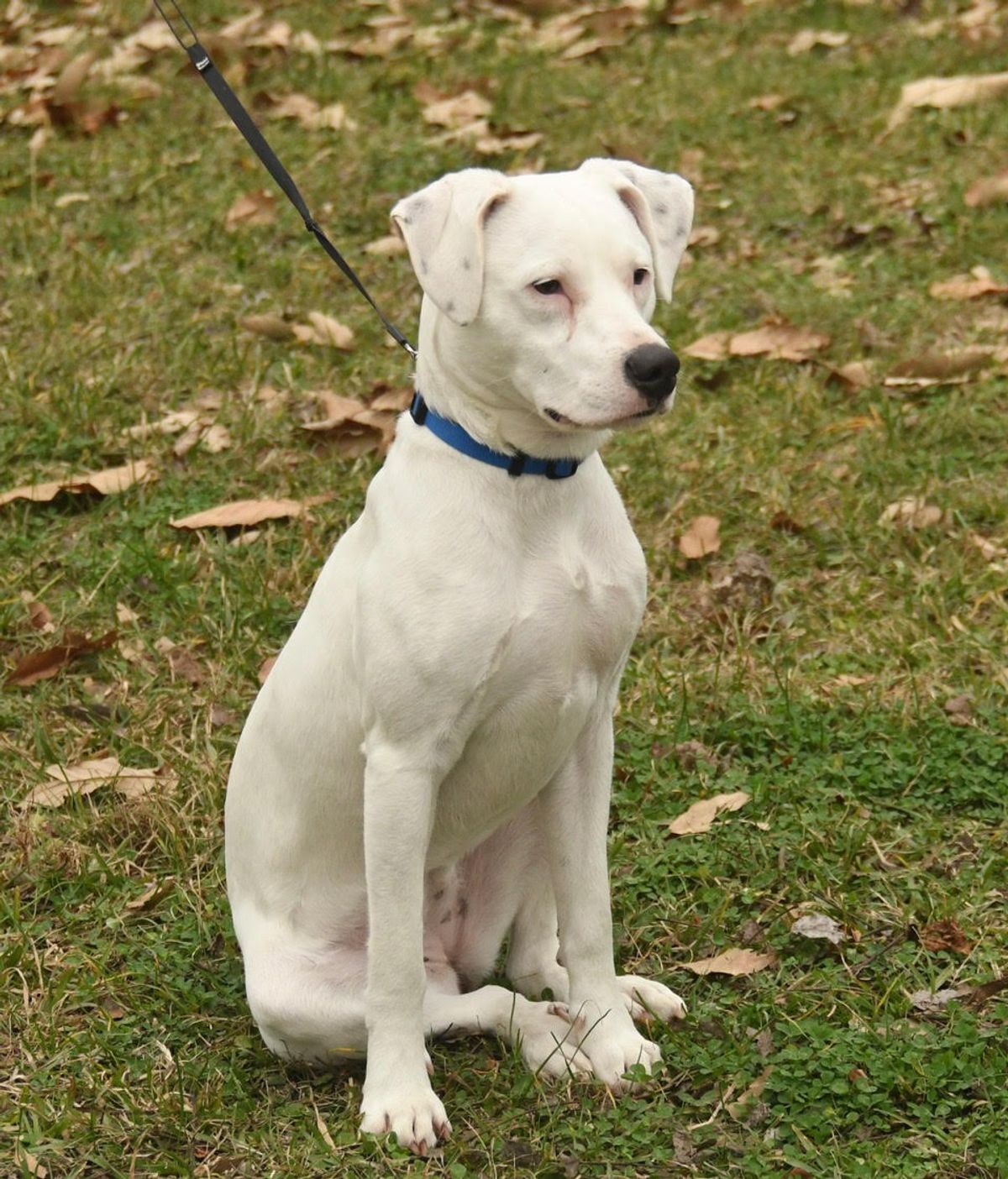 Pets of the week: Dottie, Gracie, Paige and Angelina