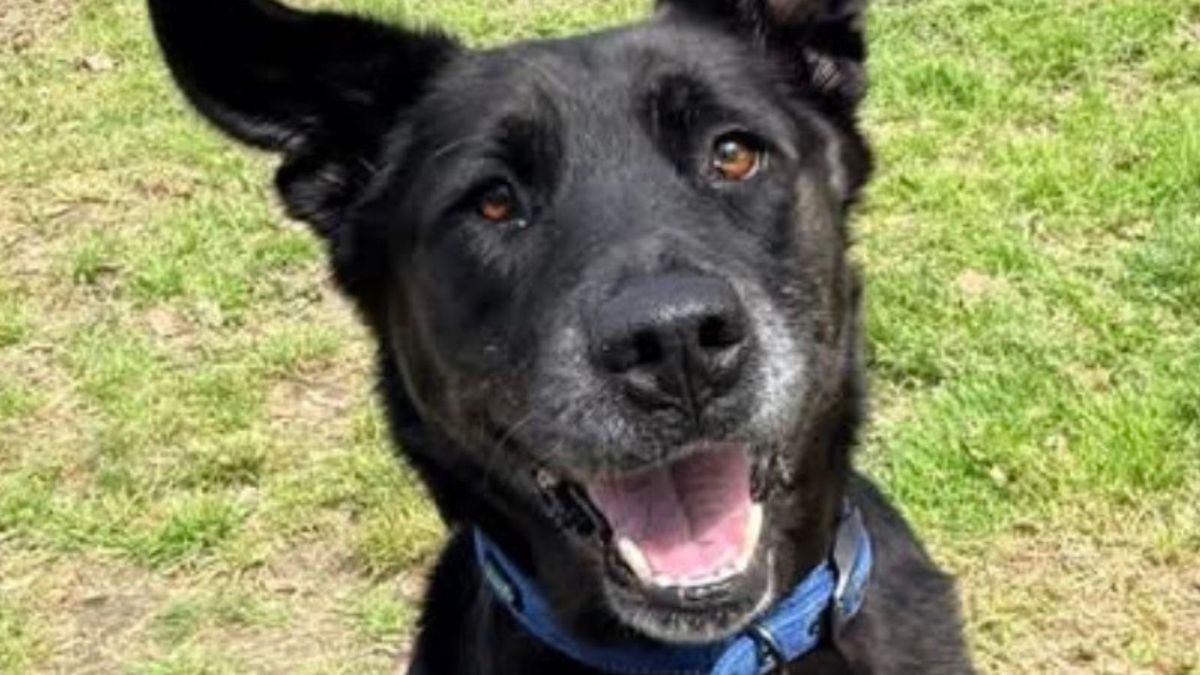 Pets of the week: Roman, Sydnee, Vidalia and Smiley