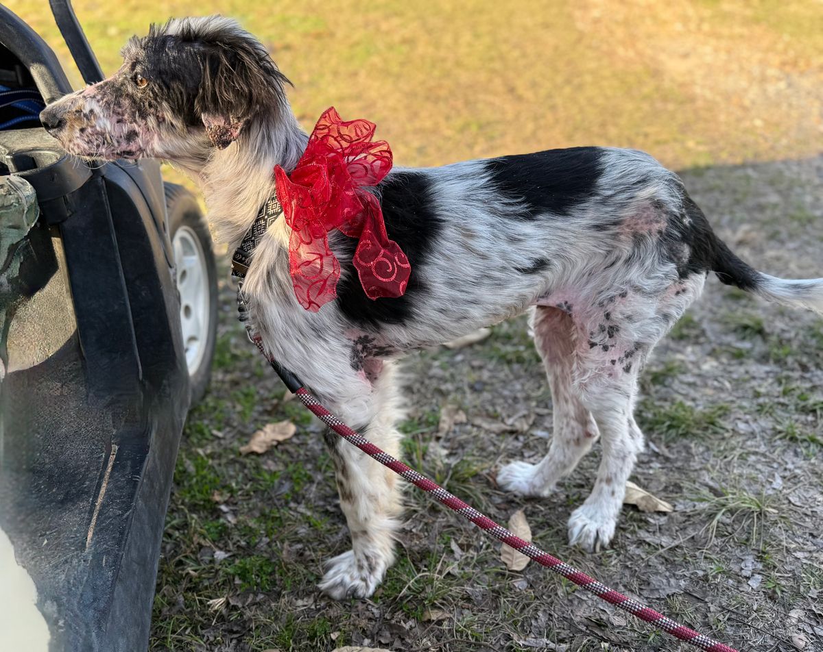 Mardi Gras Pet Parade names Chance, rescuers Grand Marshals for 2026 event Once-abandoned dog Chance and his rescuers will lead the 2026 Mardi Gras Pet Parade in Natchez, with costumes, raffles and adoptable pets on the Bluff.