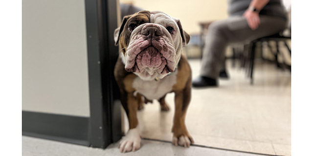Home for the Holidays: Lost bulldog found in Natchez, reunit