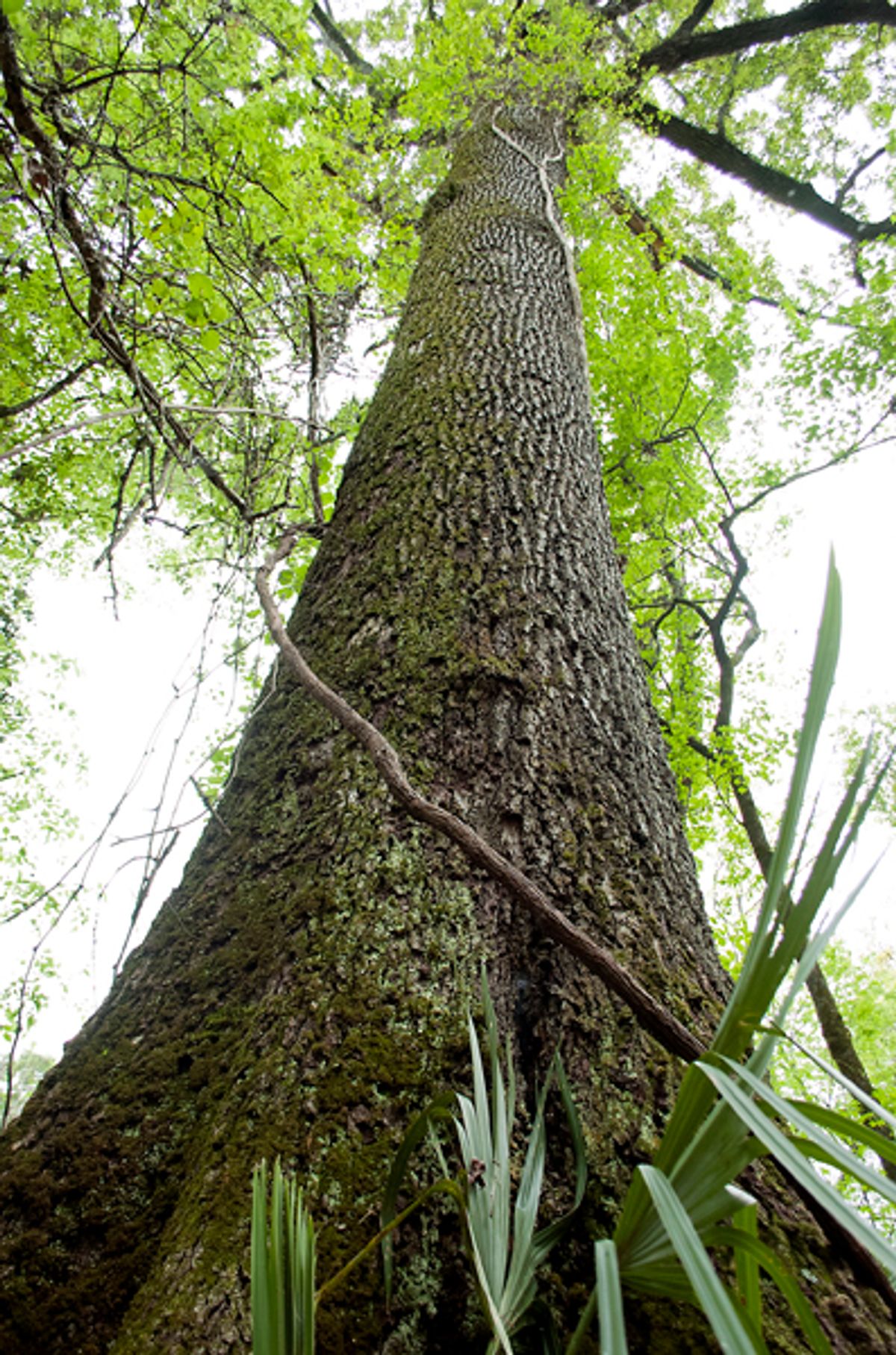 Parish lands first champion tree with 140-foot Oak