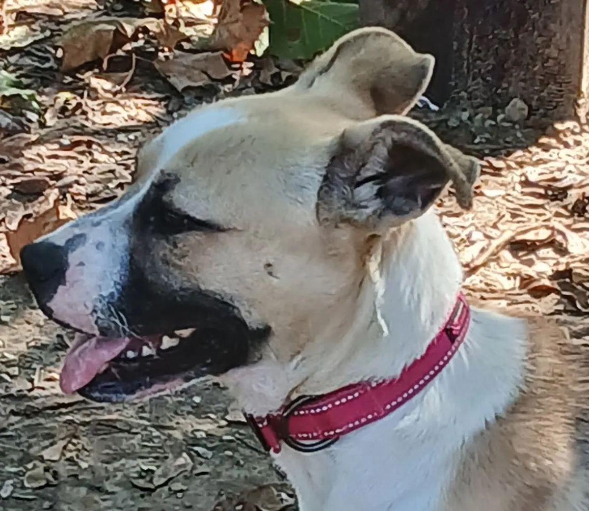 PETS OF THE WEEK: Lauren, Haze, Levi and Eddie
