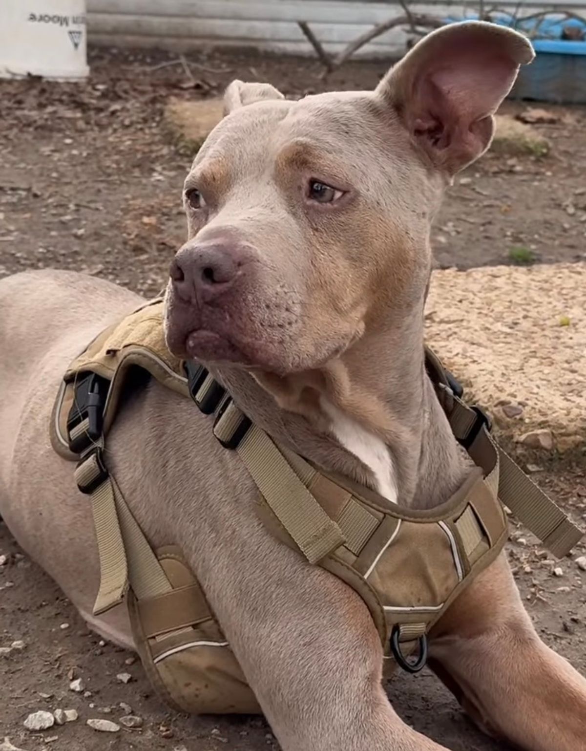 Pets of the week: DK, Juno, Donald and Kacie