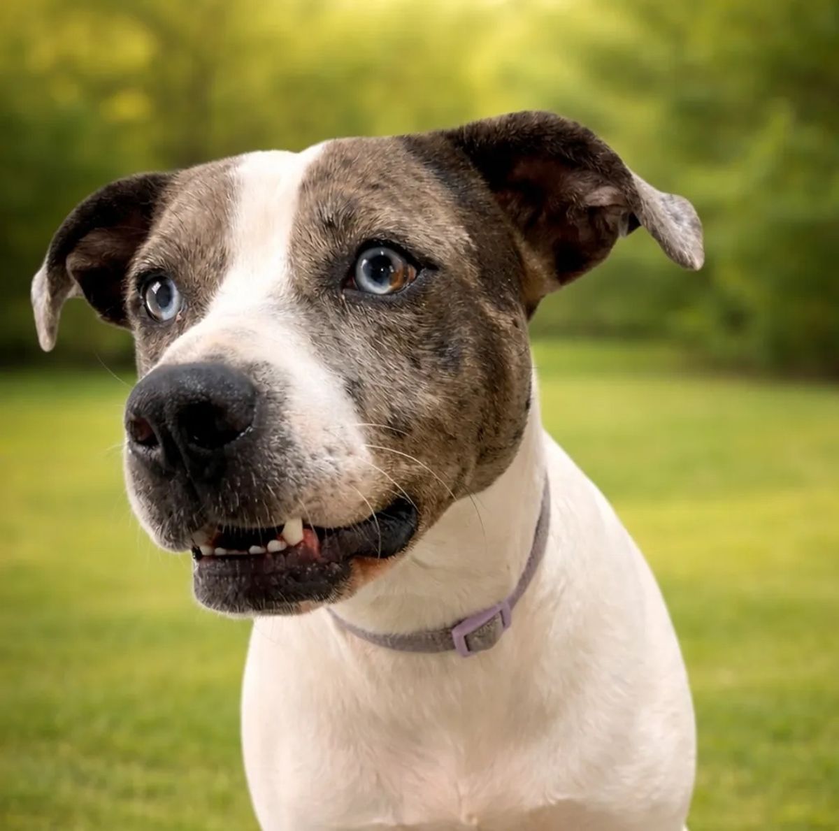 PETS OF THE WEEK: Julie, Lizzy, Castor and April
