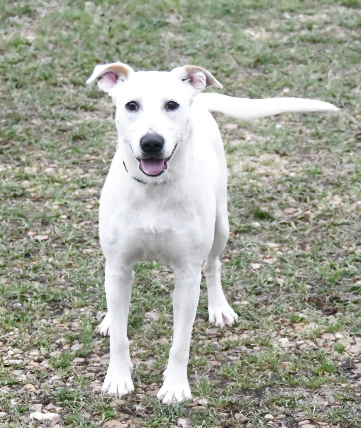 PETS OF THE WEEK: Ivy, Rue, Sir Fluffington and Ike