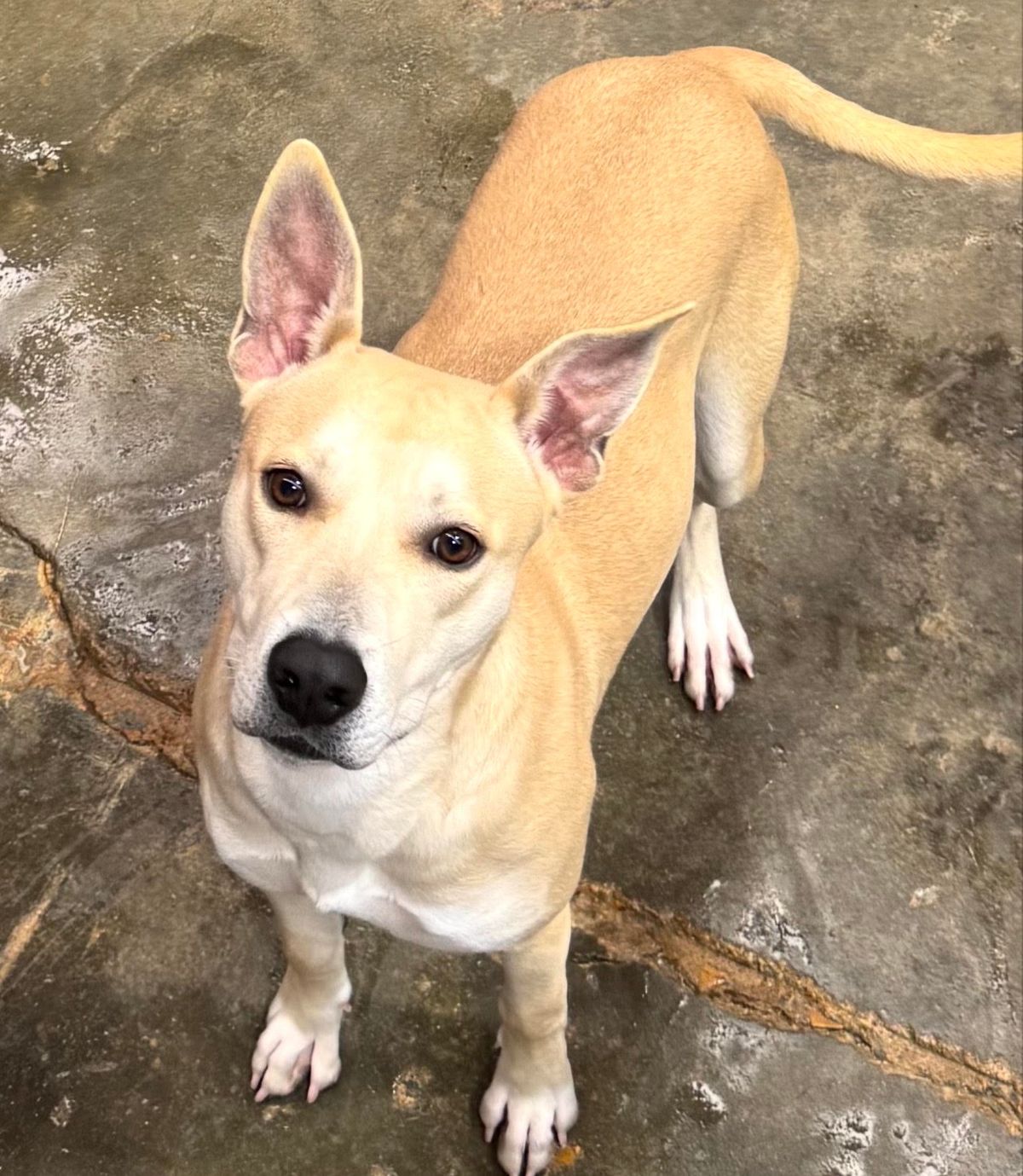 PETS OF THE WEEK: Stormy, Libby, Todd and April