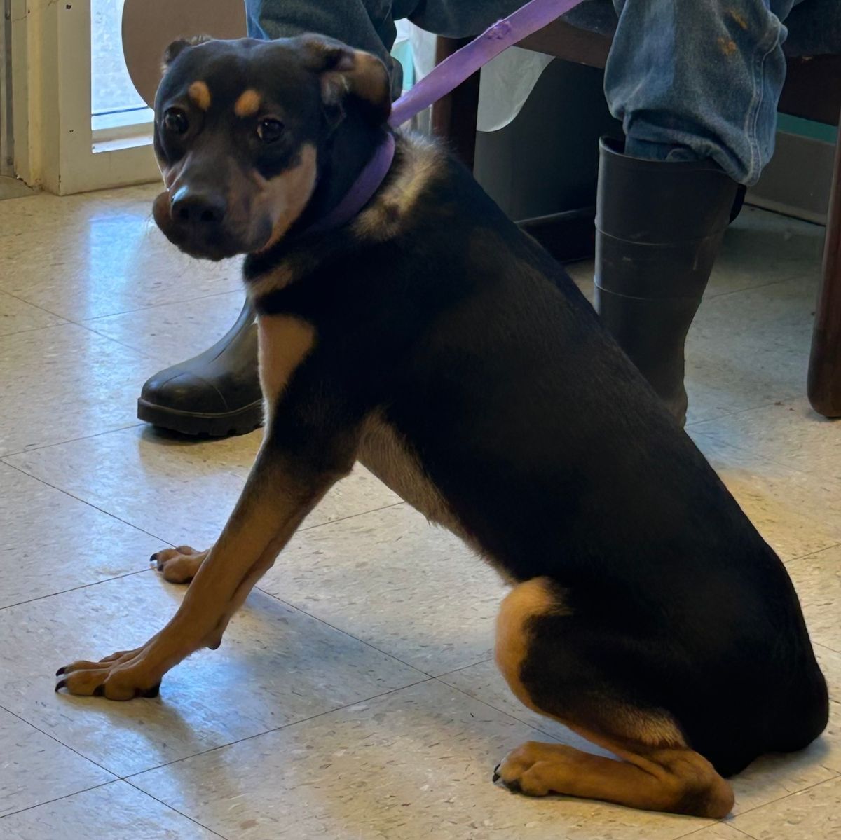 PETS OF THE WEEK: Lenny, Leon, Cruise and Wayne