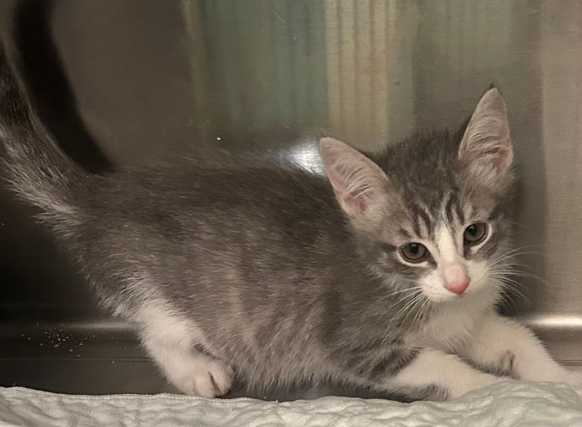 Pets of the week: Nala, Myles, Marlow and Harry