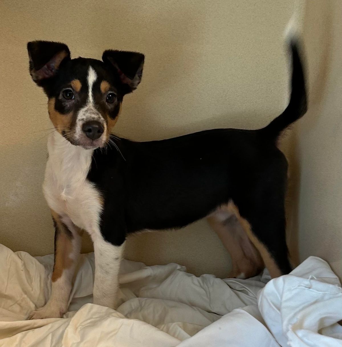 PETS OF THE WEEK: Layne, Snow, Charles and Eddie
