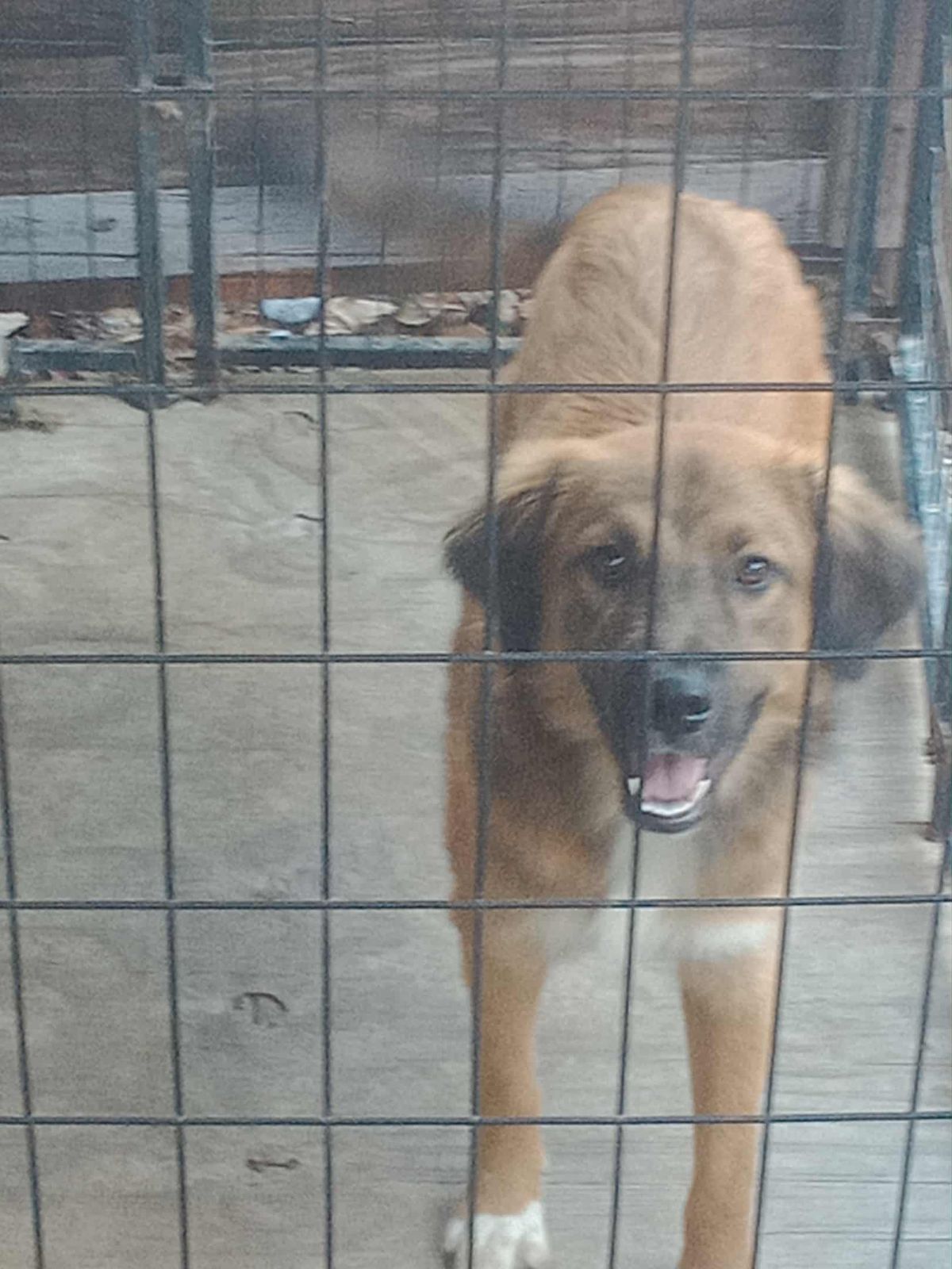 Pets of the week: Teddy Bear, Mister, Bailey and Wyatt - The Natchez Democrat