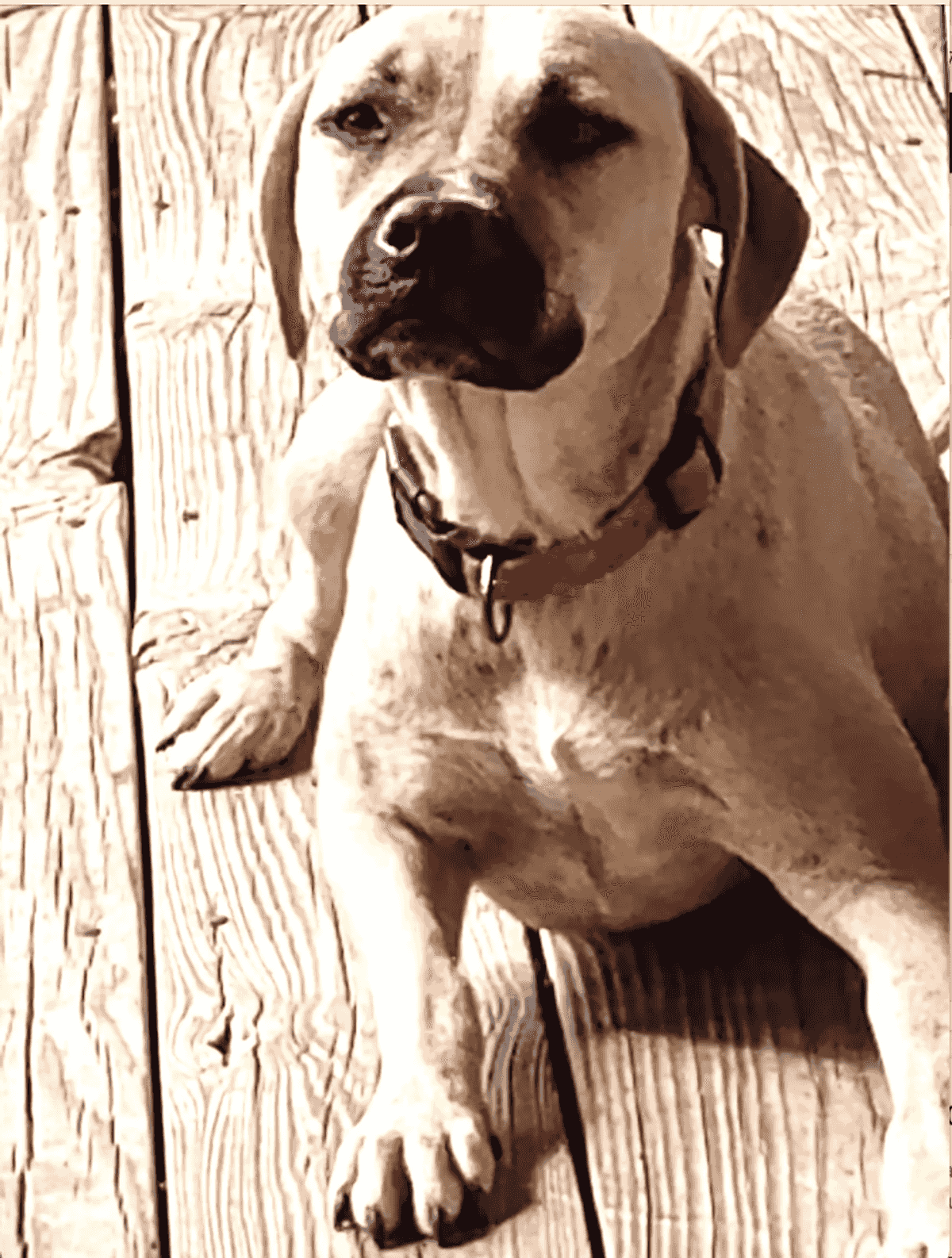 PETS OF THE WEEK: Gigi, Wayne, Cheeks and Yelp