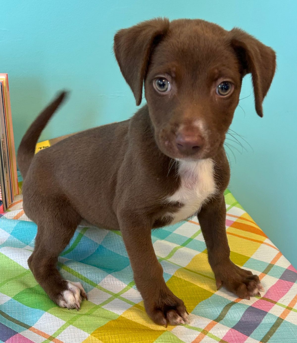 PETS OF THE WEEK: Latte, Merrick, Jamie and Fiona