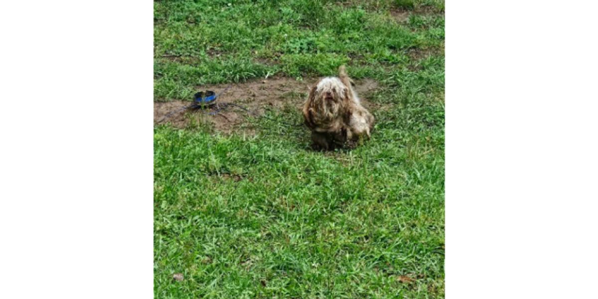 VIDEO: Small dog safe after sheriff's office alerted to his ...