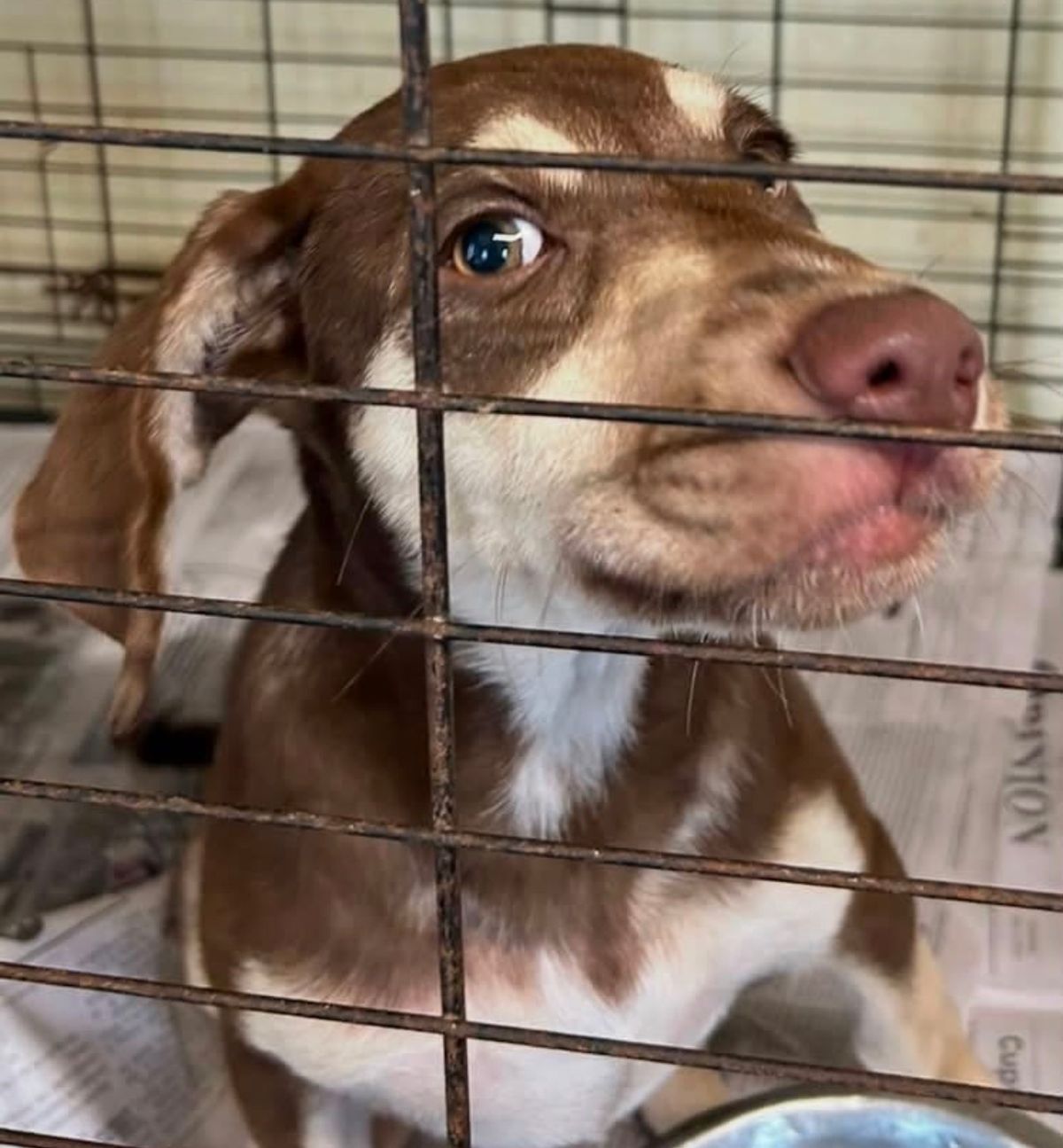 PETS OF THE WEEK: Toga, Myles, Iris and Fiona