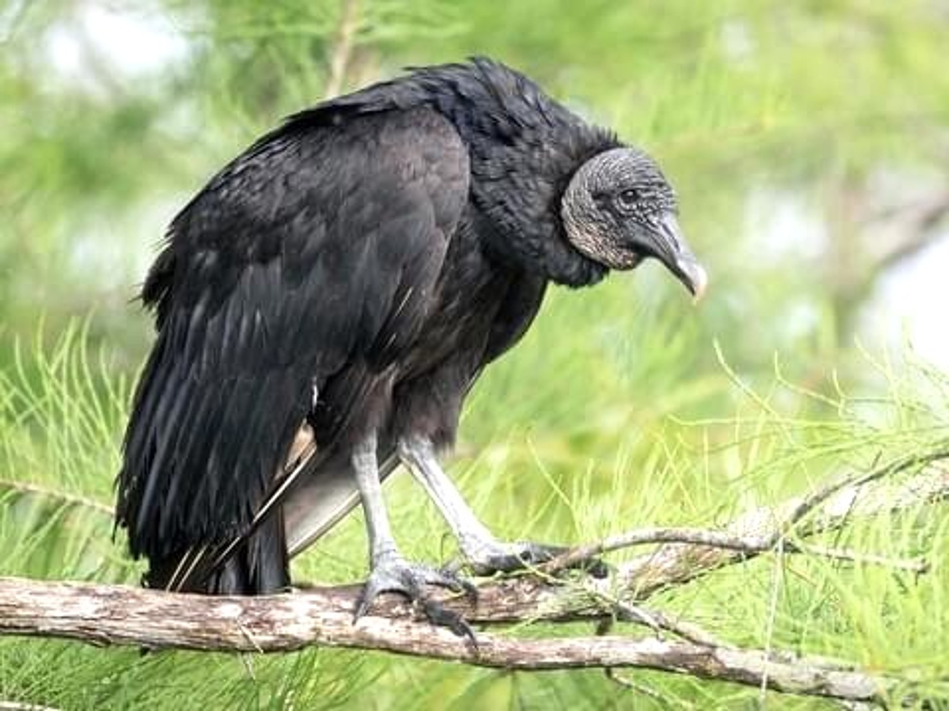 
In an effort to track black vultures and test management tools, 89 black vultures near the Missouri-Arkansas border were captured this spring.
