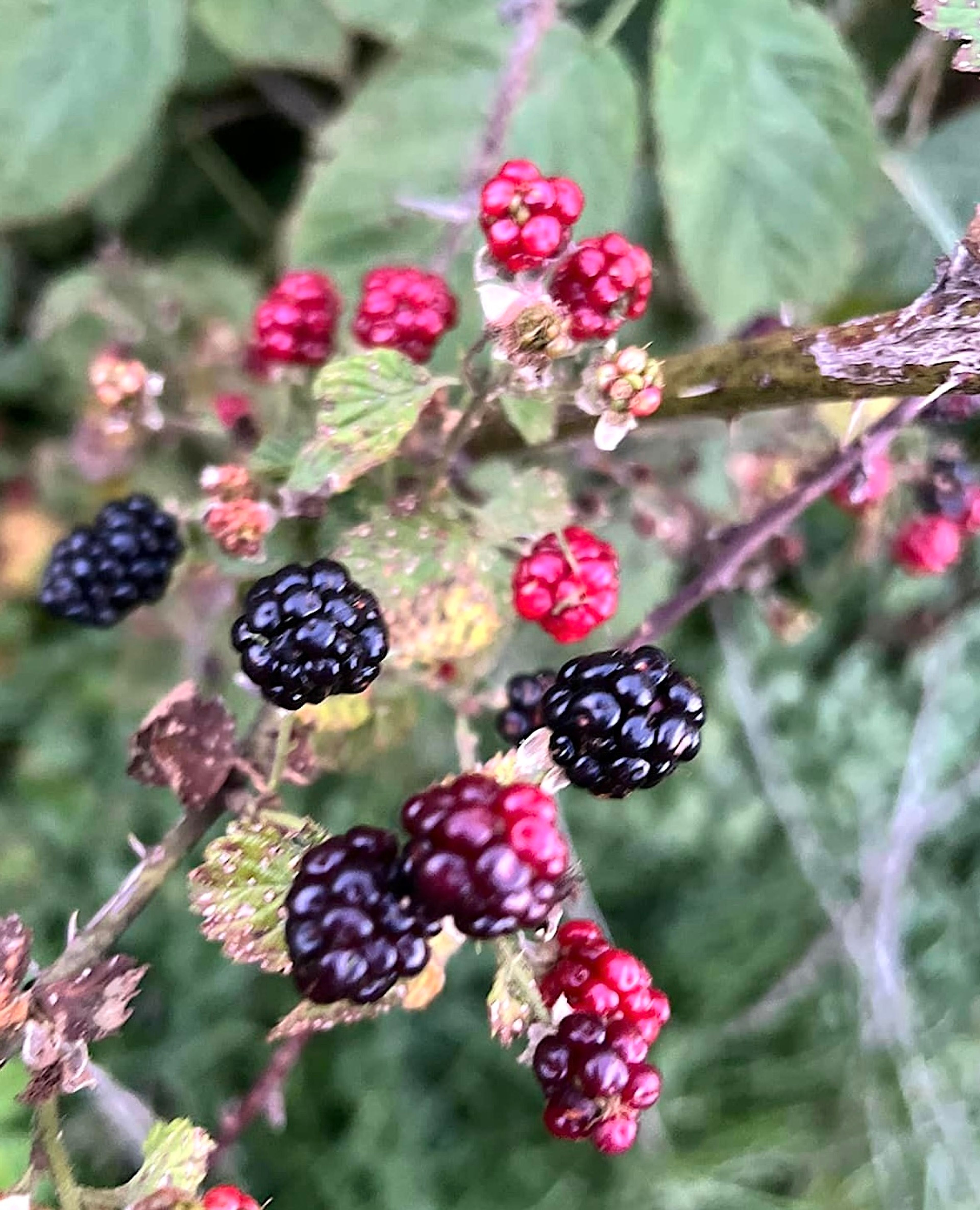 Free, pick-your-own blackberries