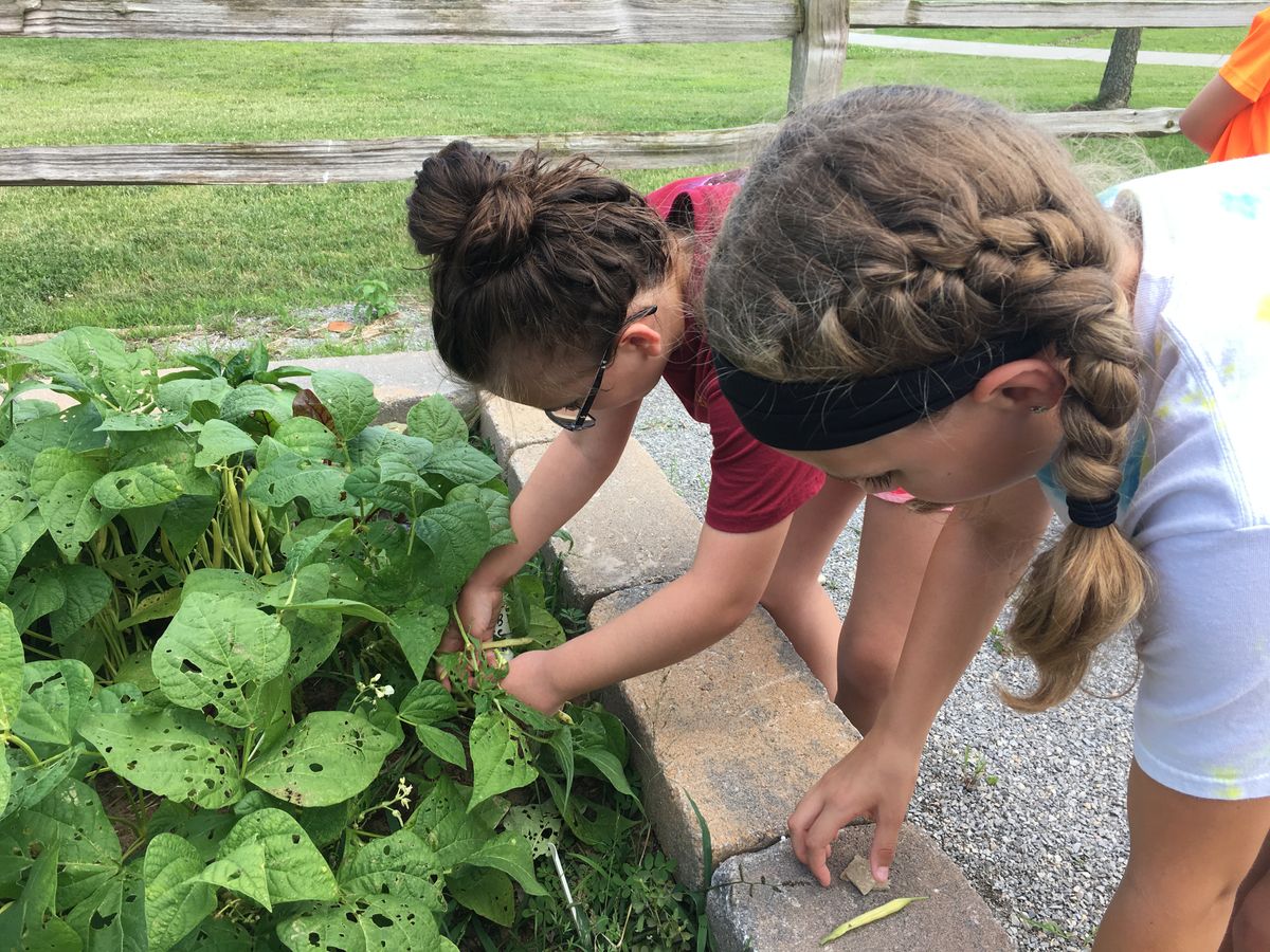Youth gardening offers creative learning opportunities