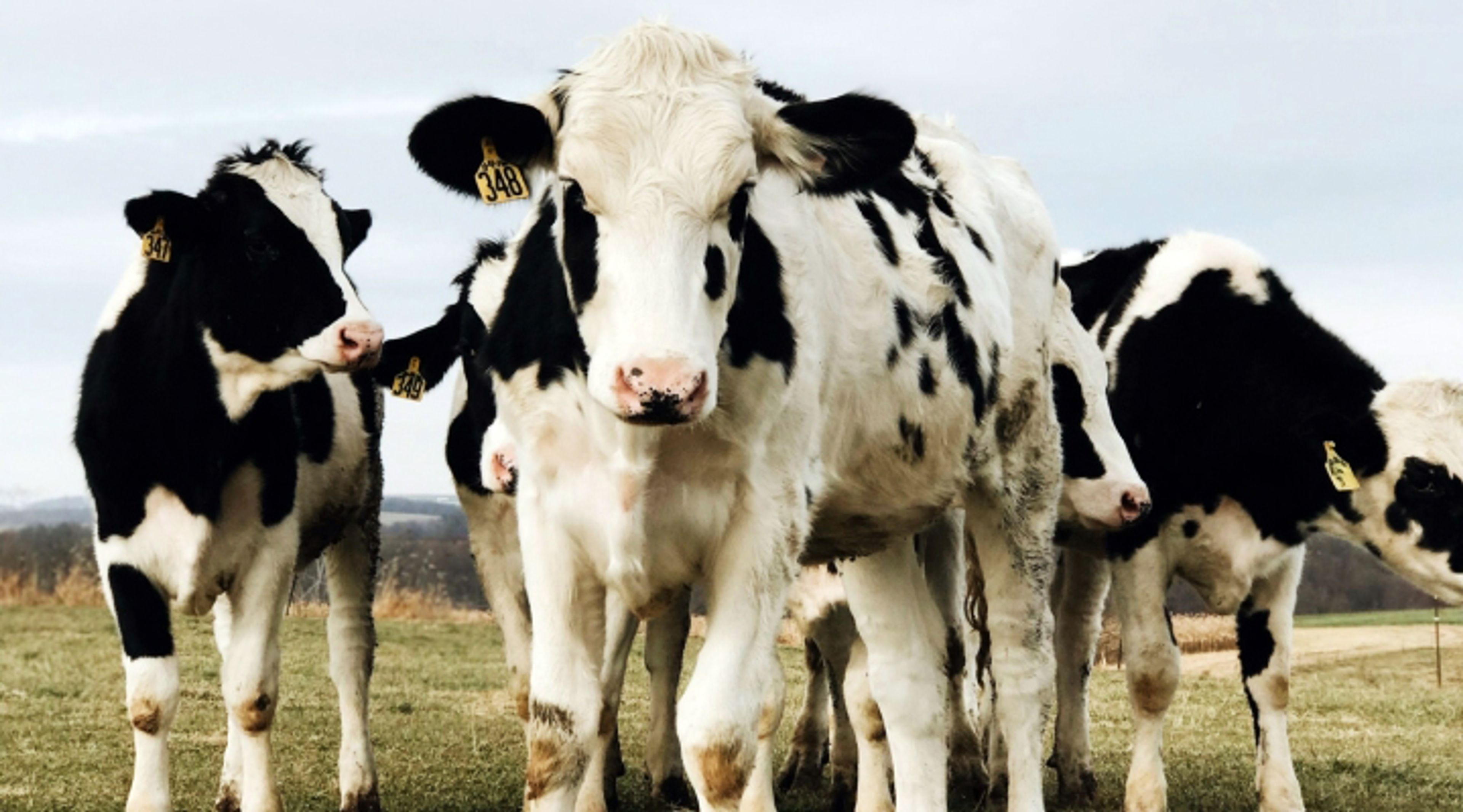 MU Extension to host free webinar series on starting a small dairy herd