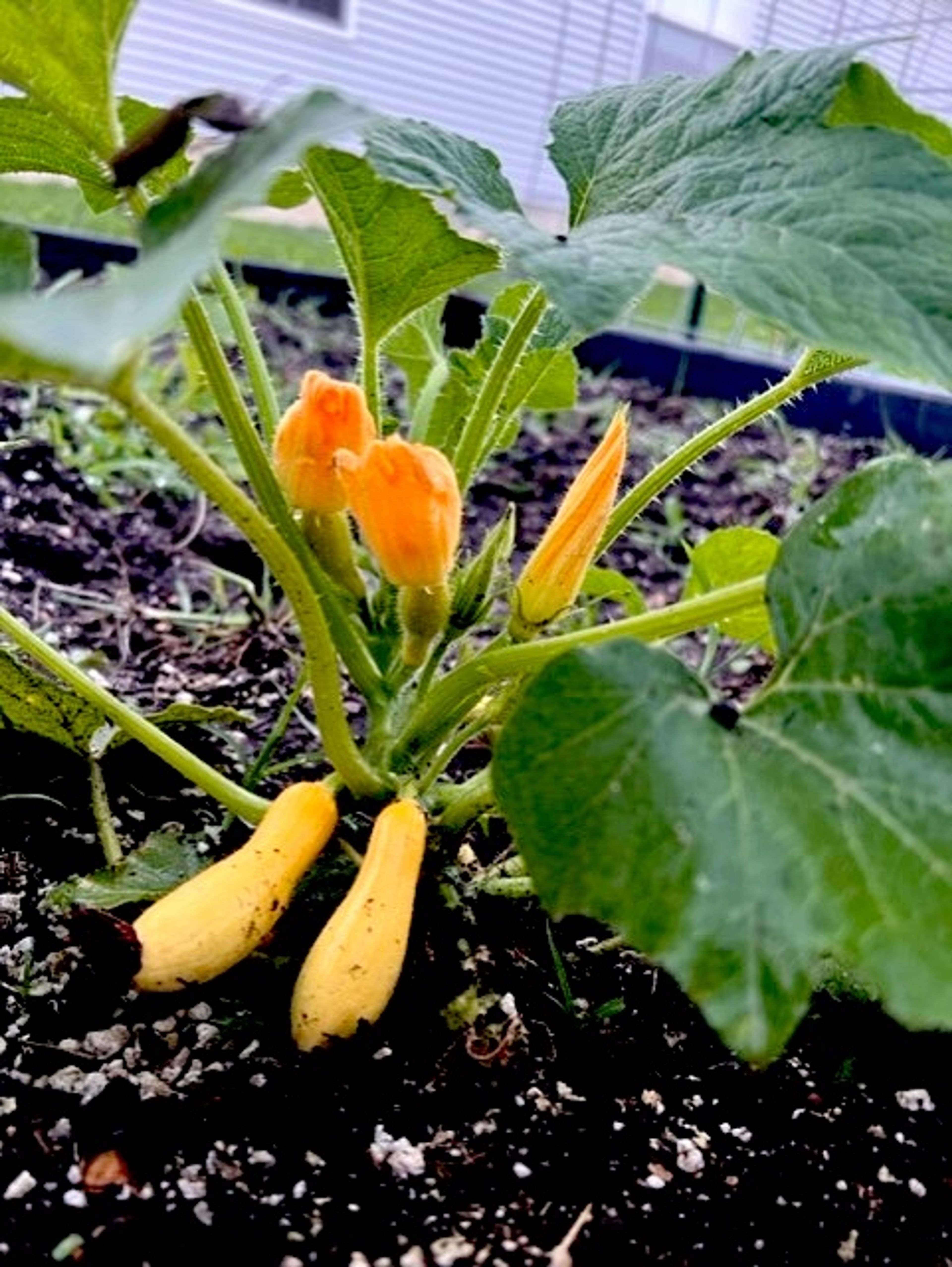 Baby squash is making an appearance in Bollinger County vegetable garden, a community garden in Railroad Park in Marble Hill.
