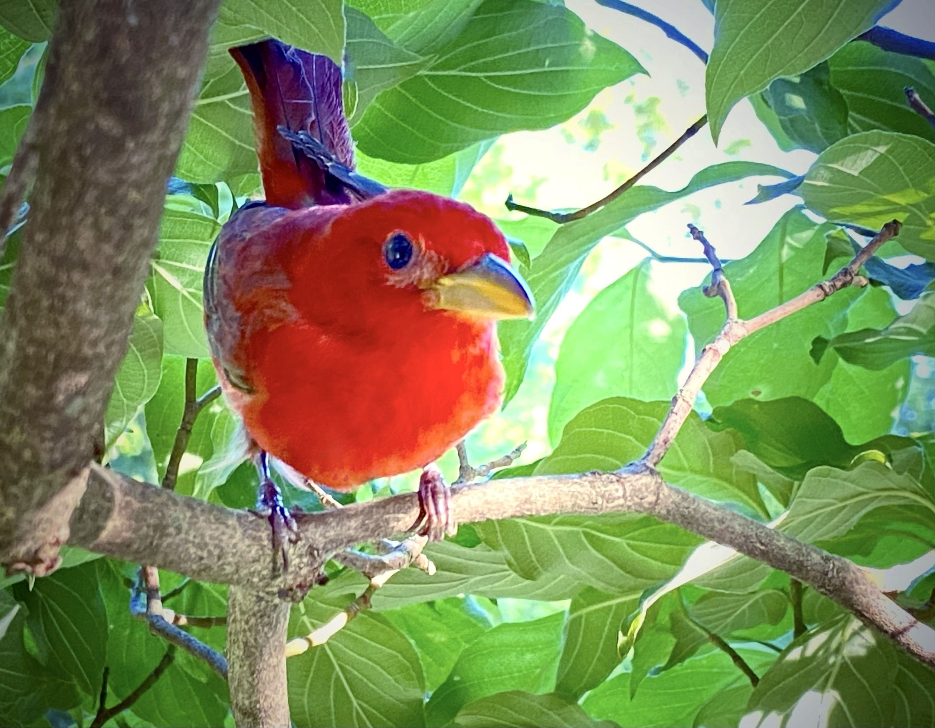 Capturing the elusive summer tanager: A rare encounter in Missouri's woods