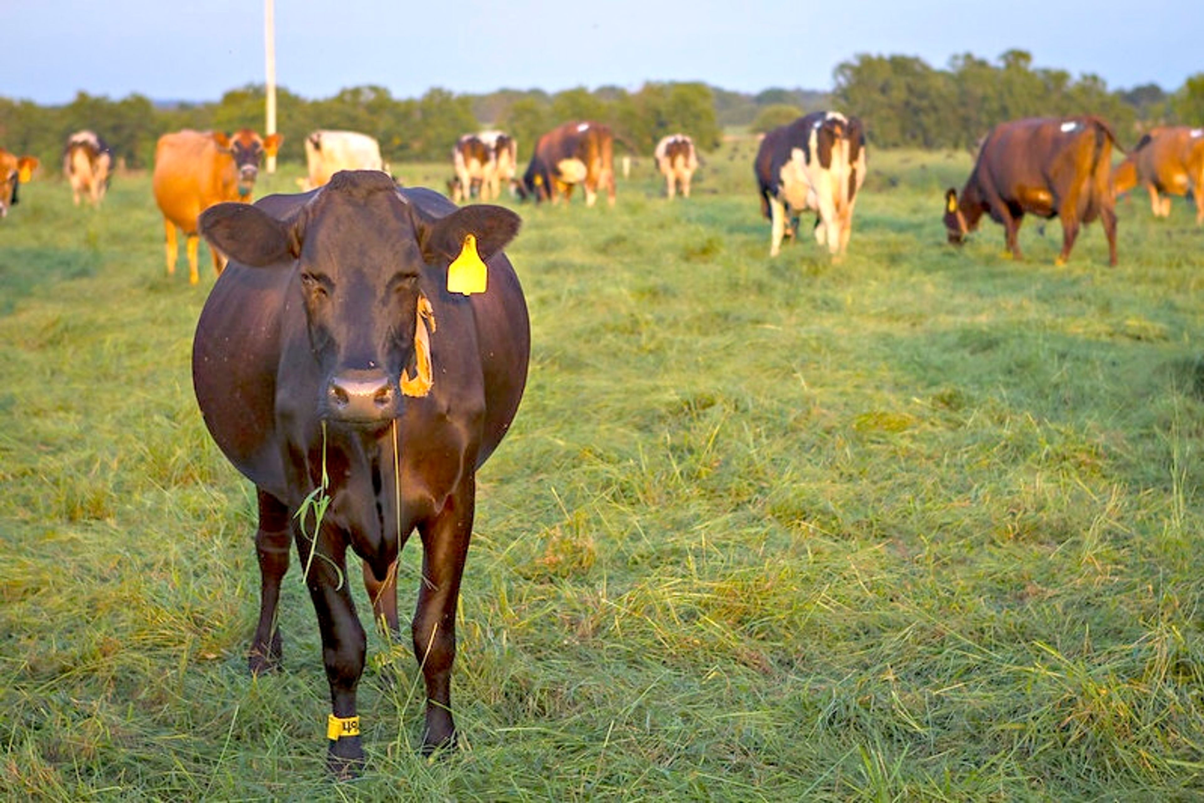 
Unlike many other animals, cattle can’t rid their bodies of heat by sweating. Instead, they pant. Cattle producers need to pay extra attention to heat stress in their operations this time of year.
