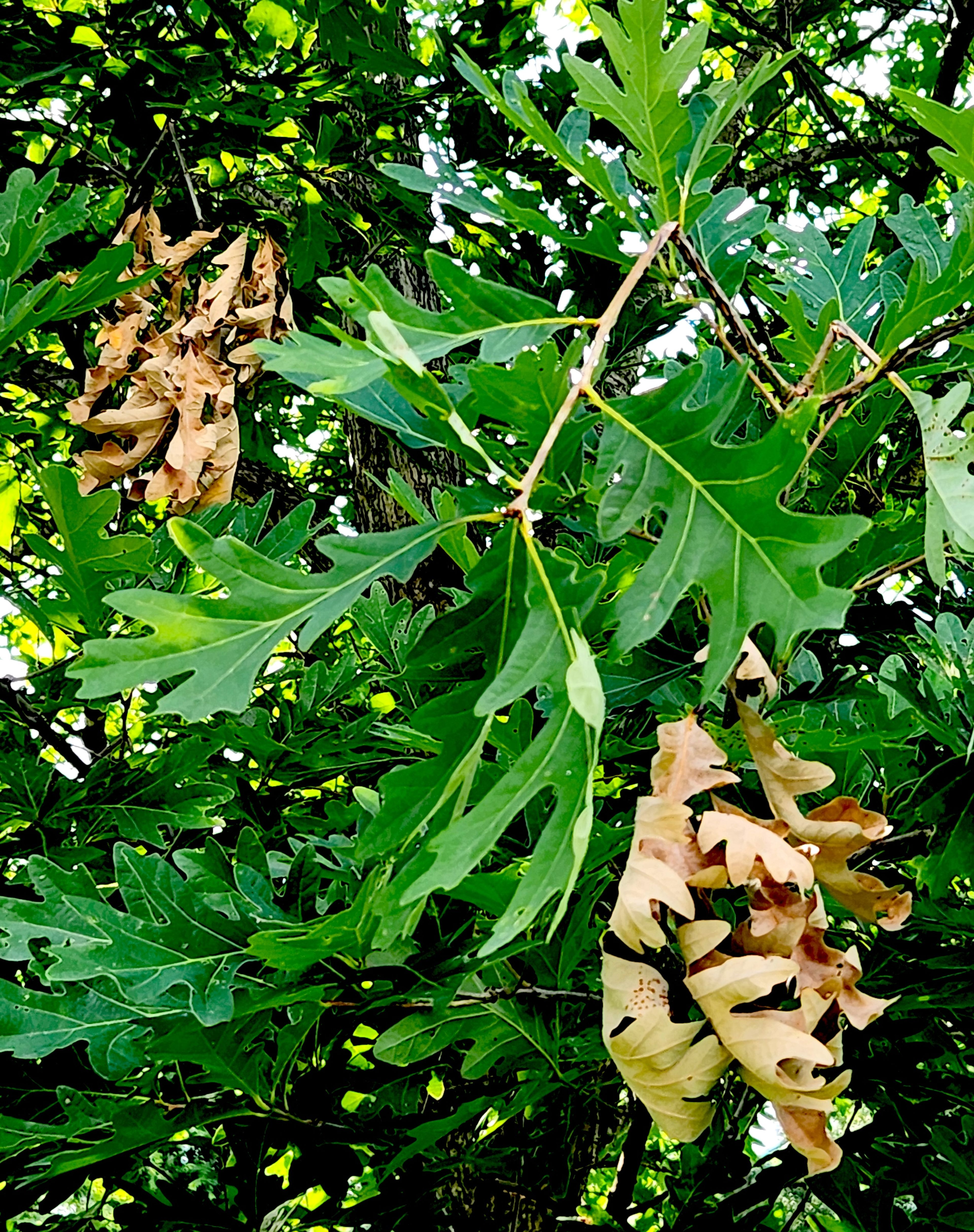 Cicadas cause damage to white oak tree branches.
