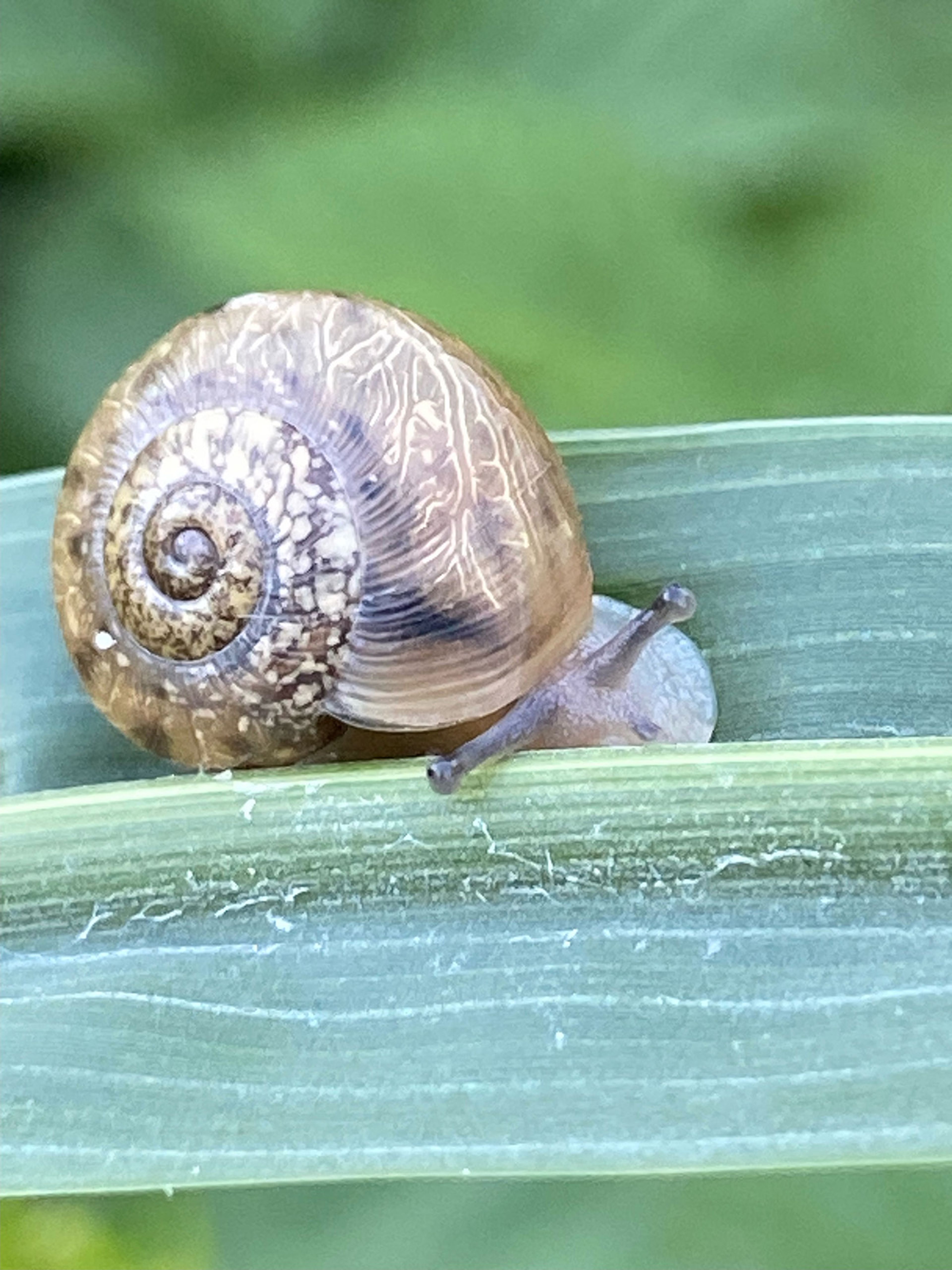Found this cute, little snail in my garden on Sunday, June 23.