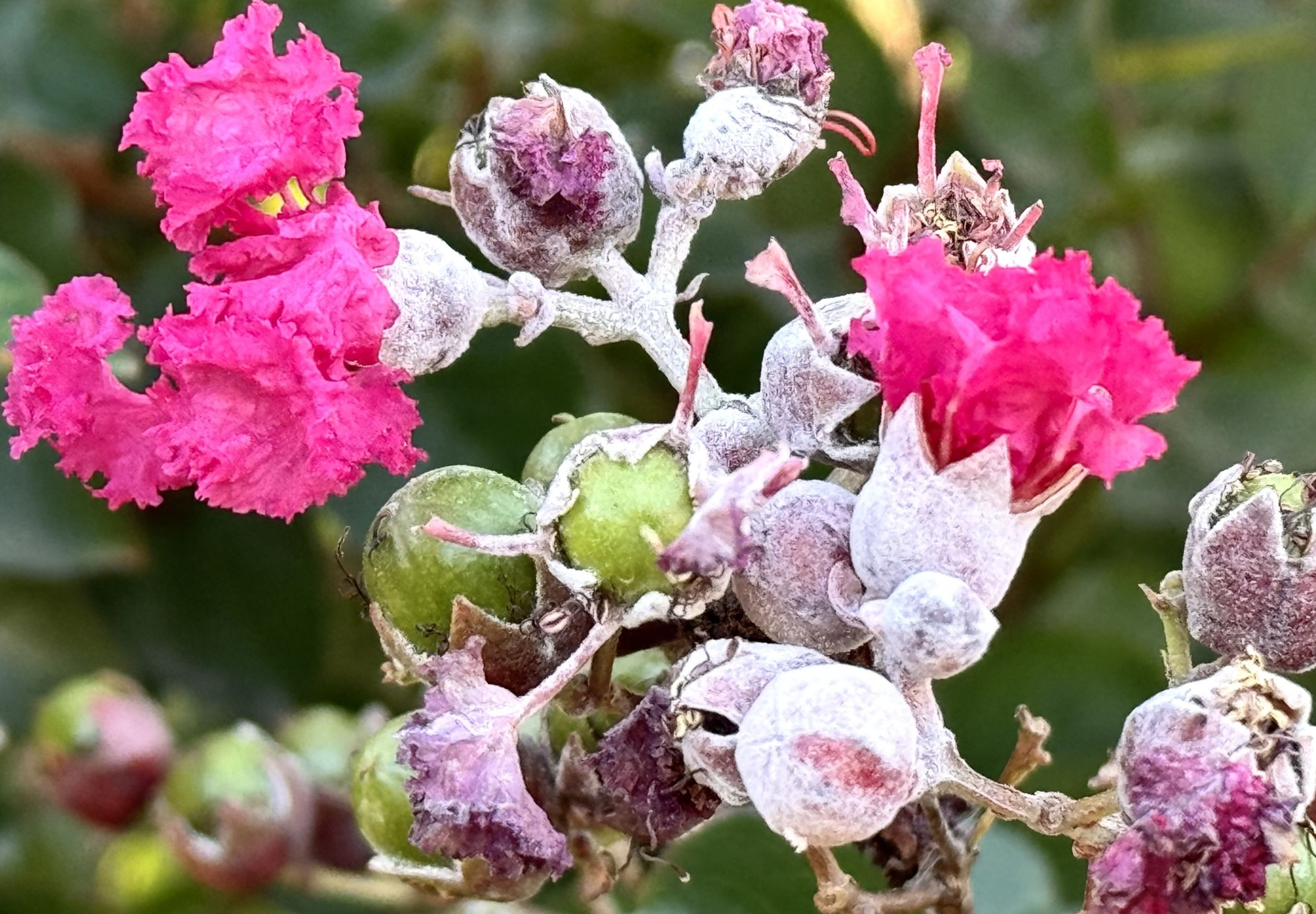 Whispers: Crepe myrtle underground attack