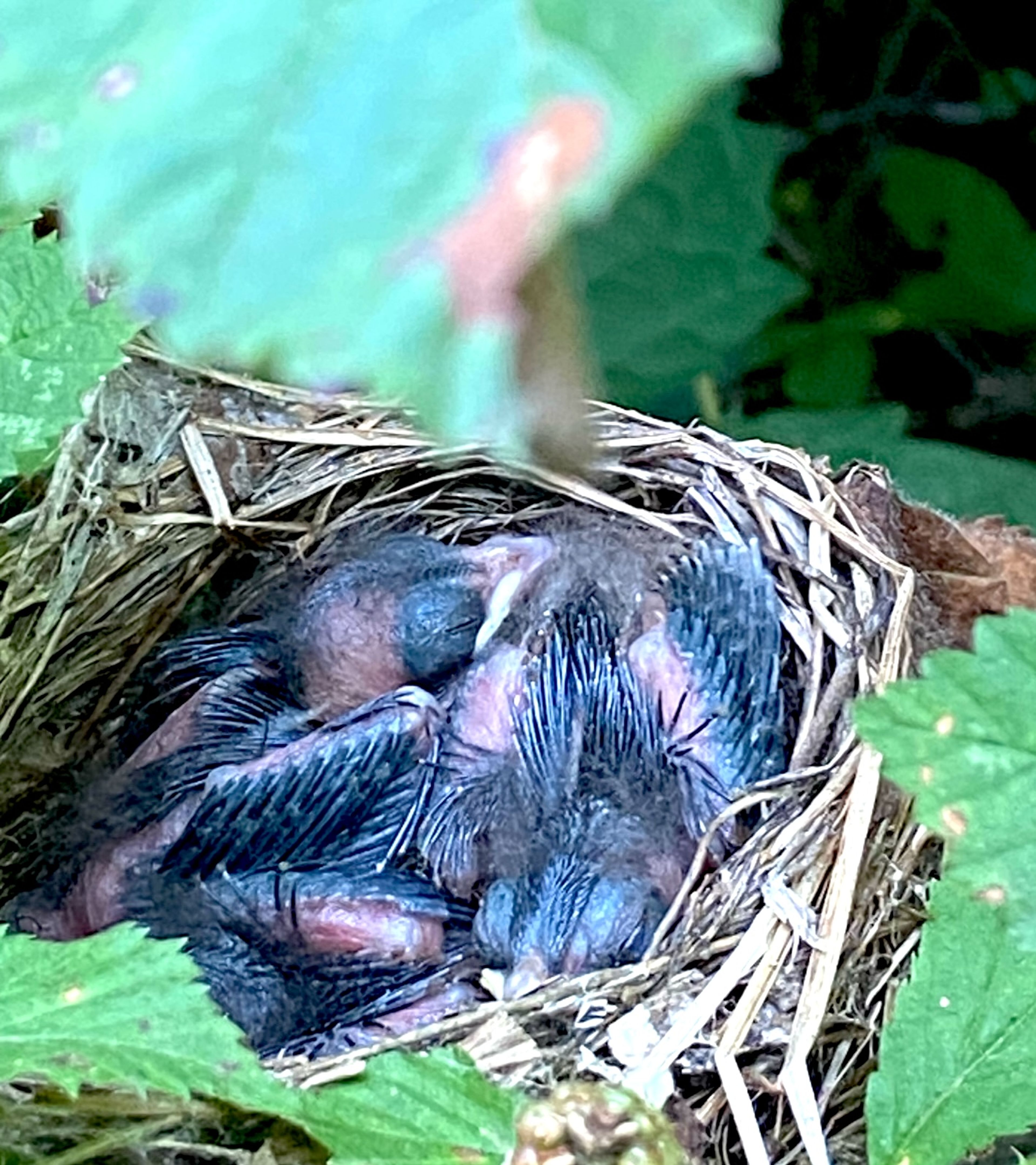 
Baby birds nap in Barb Bailey's blackberry patch near Marble Hill. 'My husband pointed this out to me while we were picking blackberries,' Bailey said. 'I had to take a picture!'