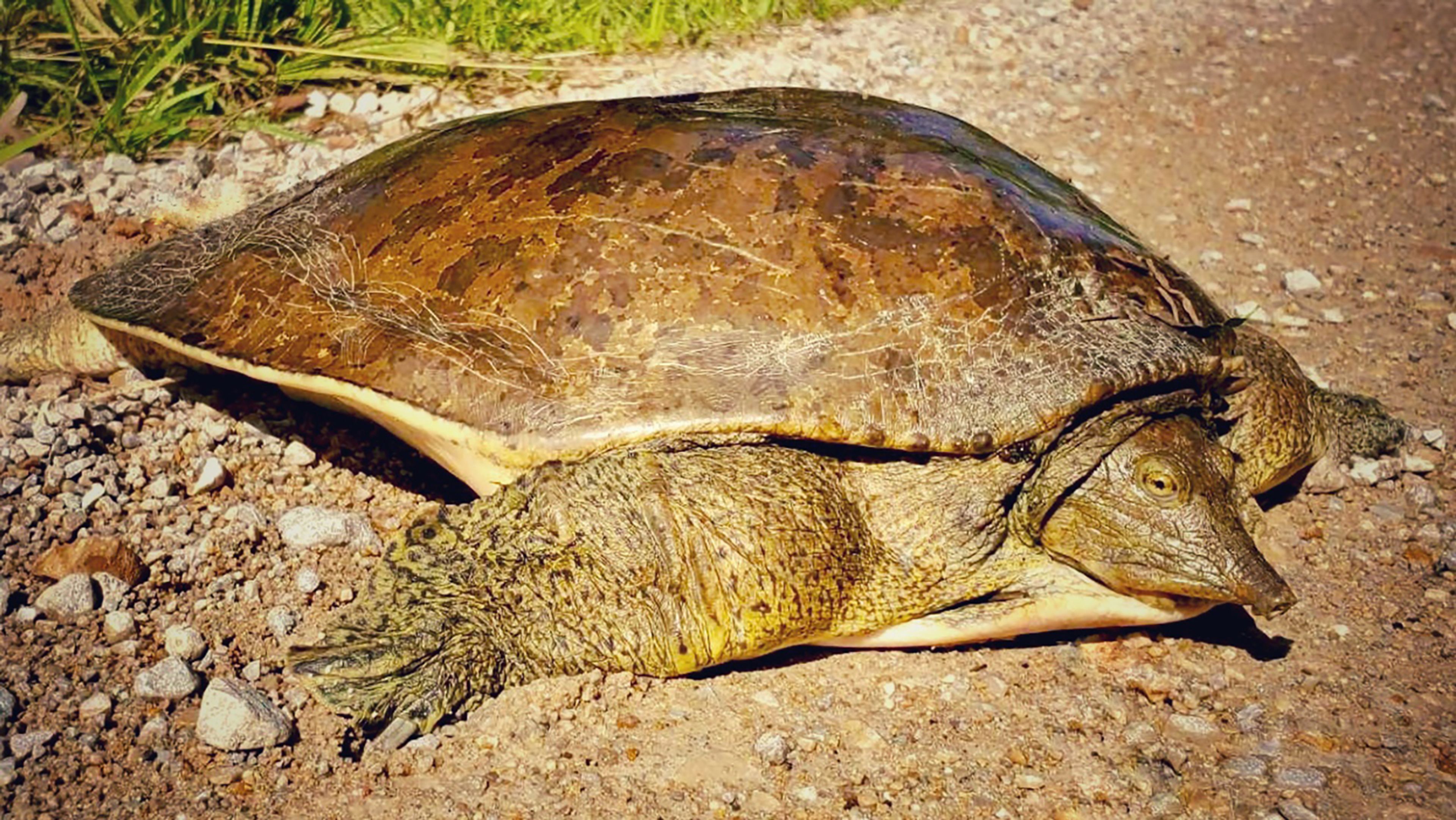 Whispers from nature: A unique turtle