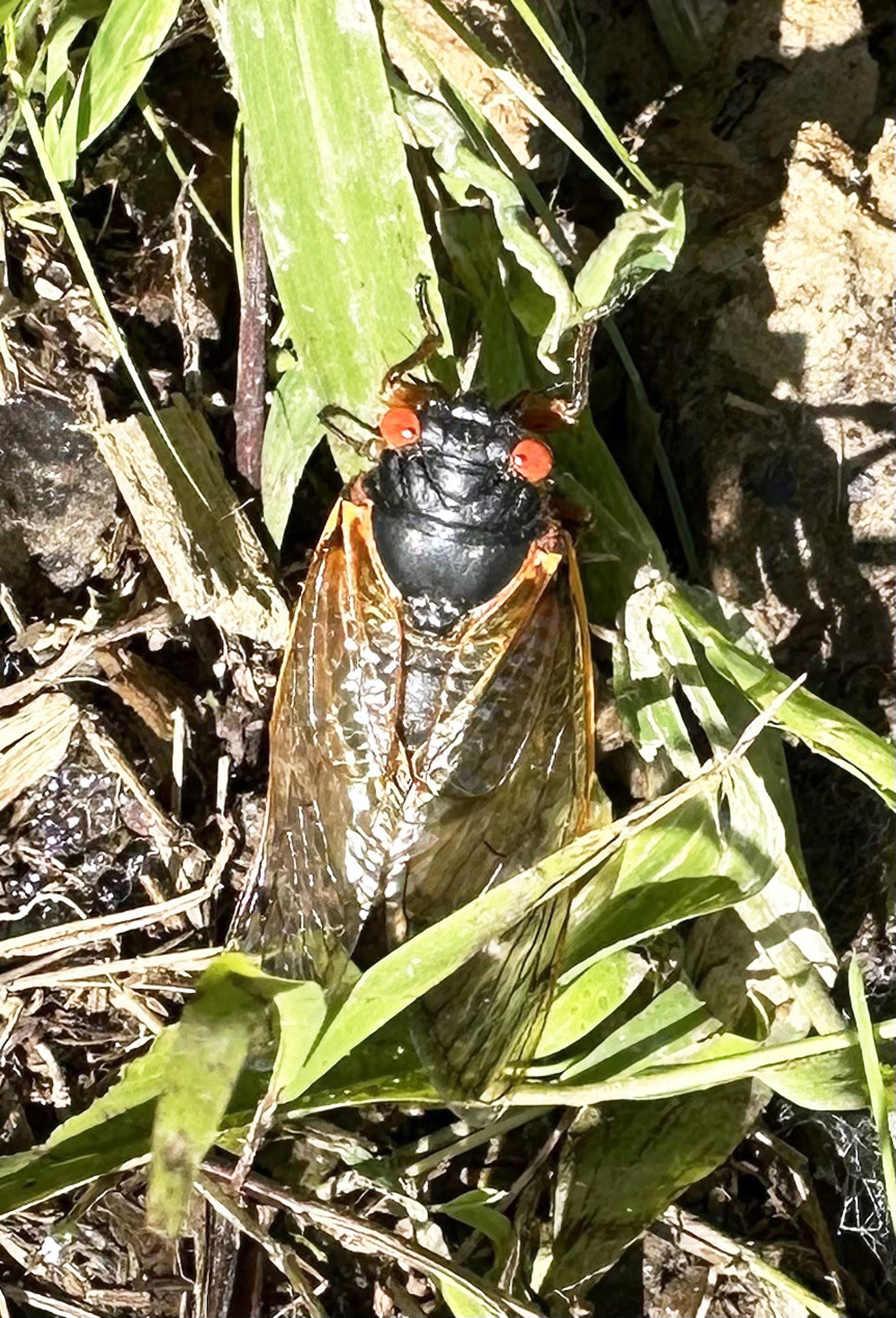 ‘I see red. But can a cicada?’ Michael Trehy wonders. Trehy got a shot of this cicada recently at his home between Patton and Marble Hill. Missouri is one of 17 states expected to see cicadas this year.
