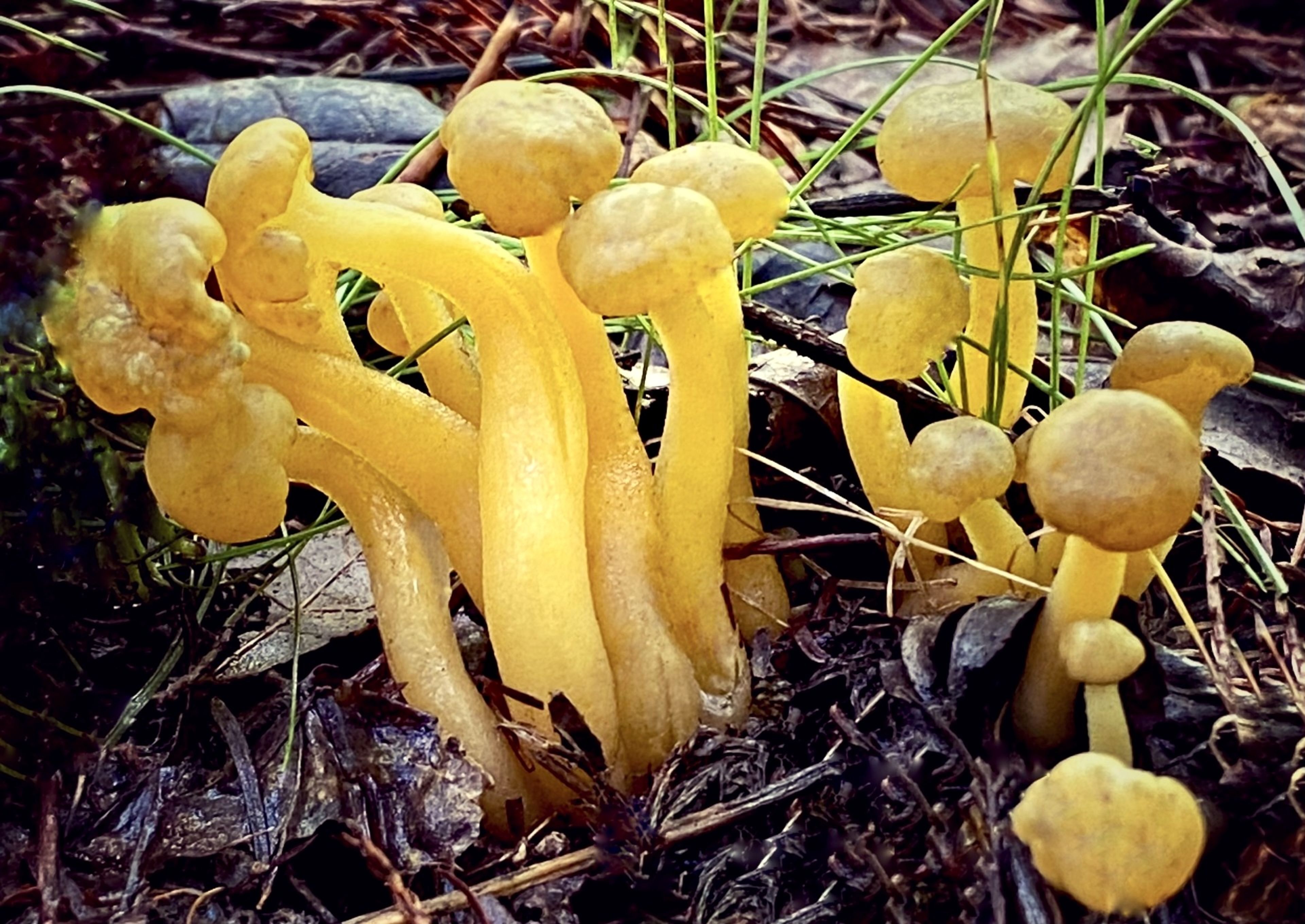 Hidden wonders under the sweetgum canopy: The fleeting life of jelly baby mushrooms