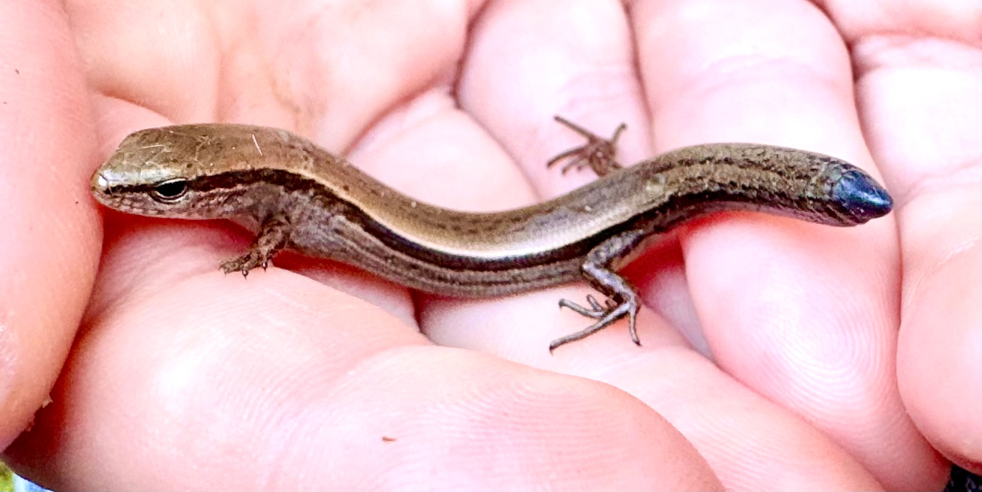 Whispers from Nature: Lizard or Skink?