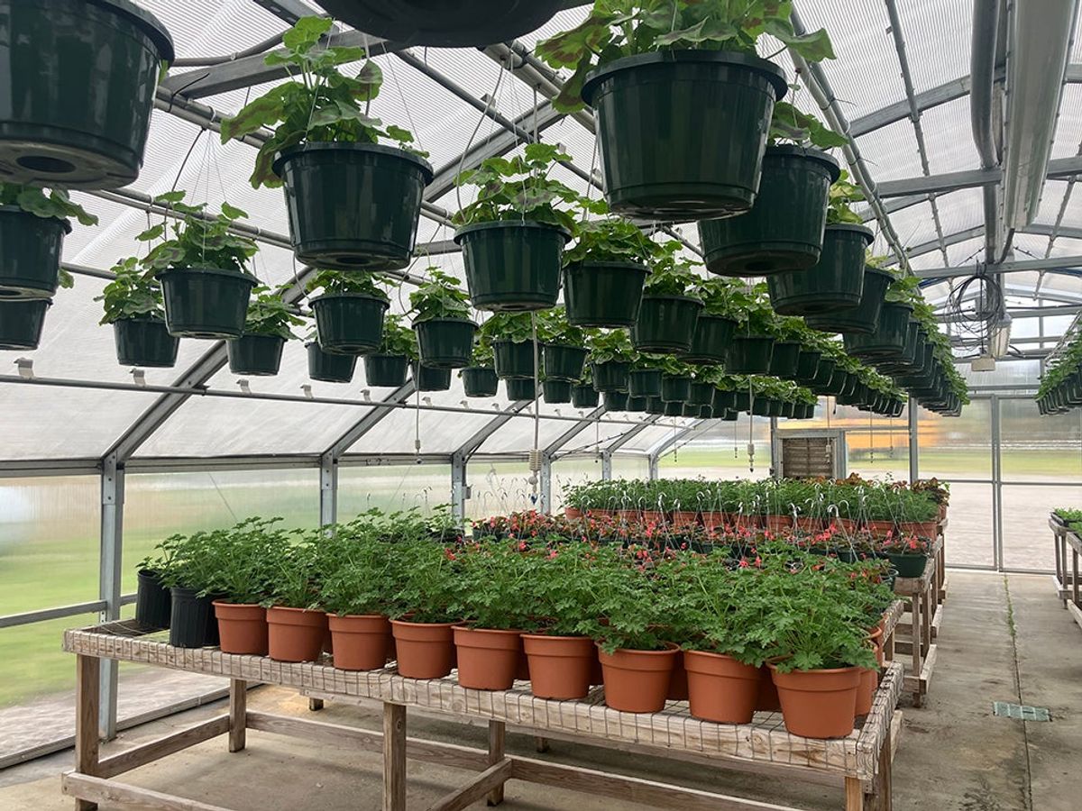 GHS plant sale begins March 23