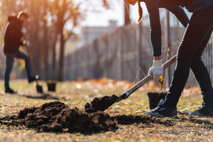 Fall planting: Give trees and shrubs a root awakening