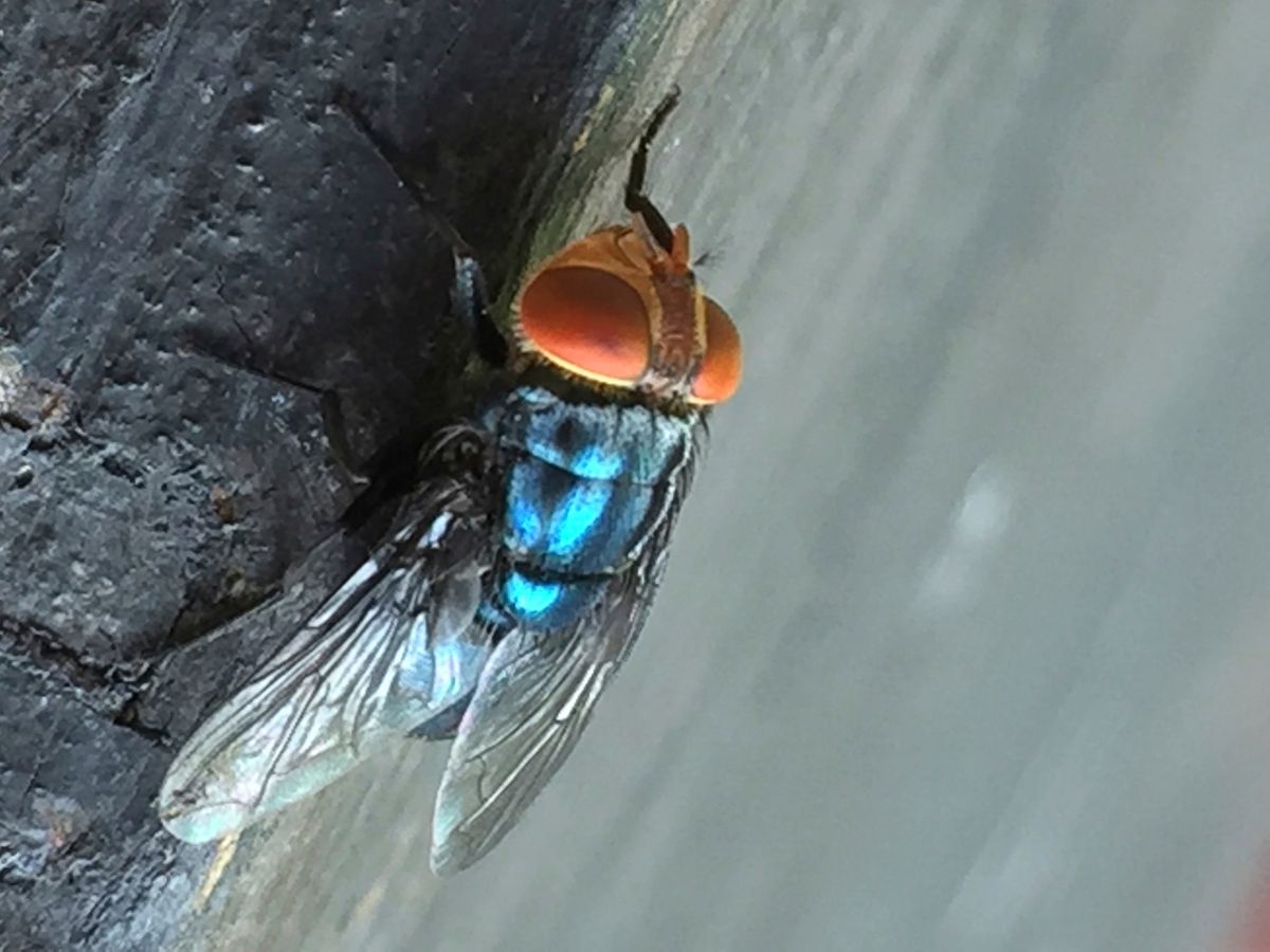 What to know about the New World screwworm fly and its reapp...