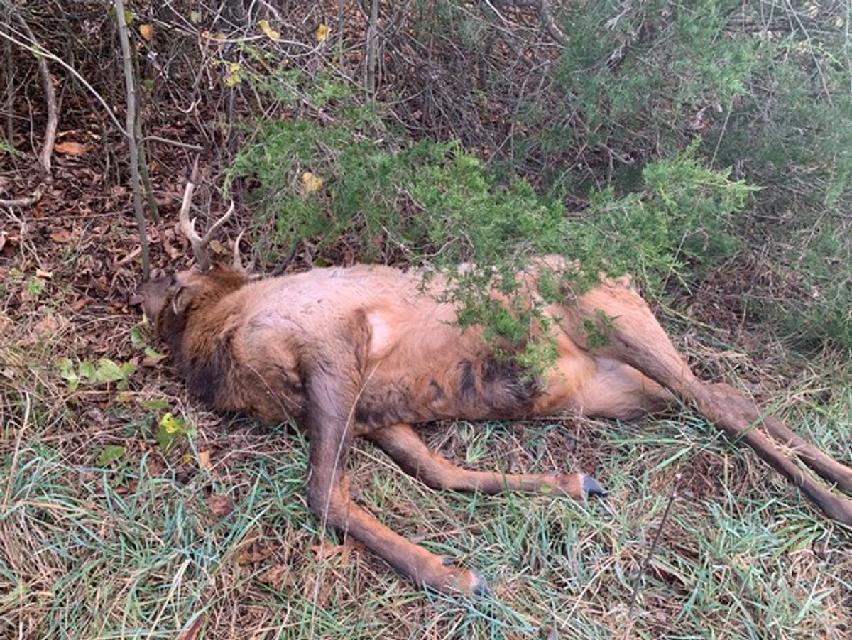 How a teen hunter’s tip led to justice for Missouri’s illegally killed bull elk