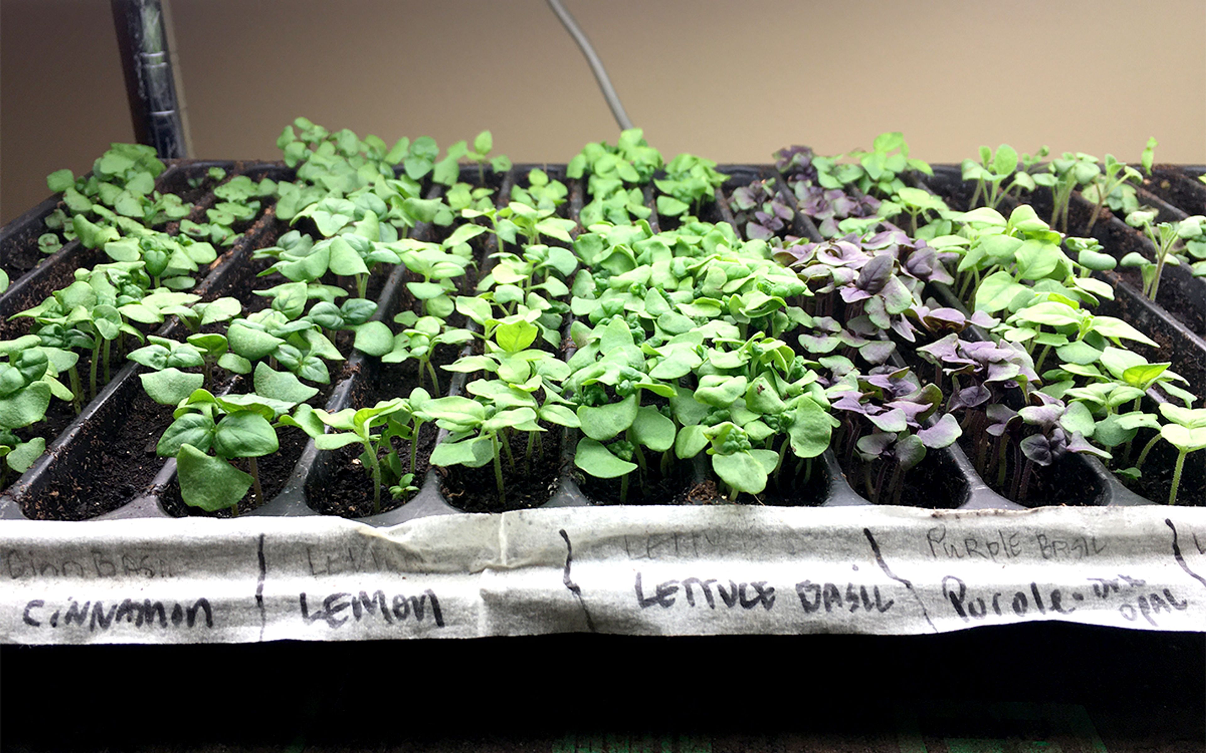 MU EXTENSION: Kick-start the gardening season by turning it inside out
