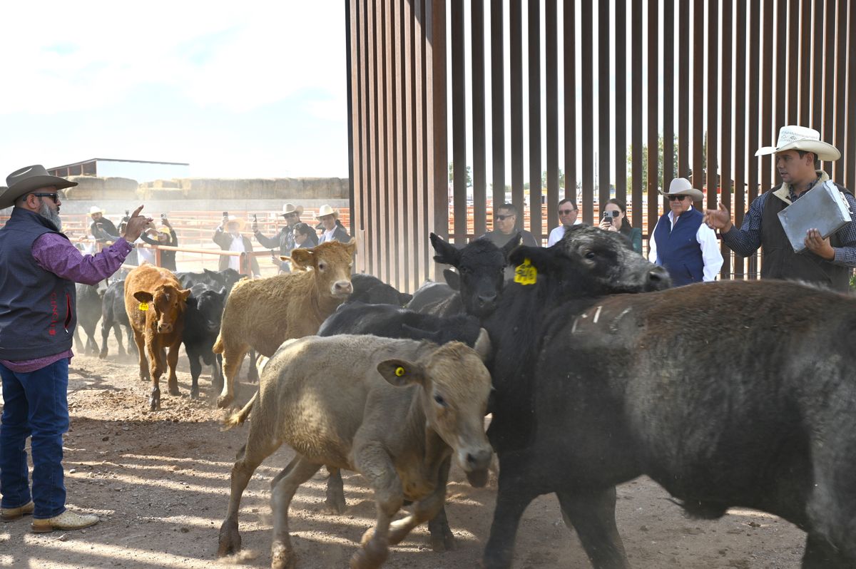 With tighter checks for flesh-eating screwworm, a border cro...