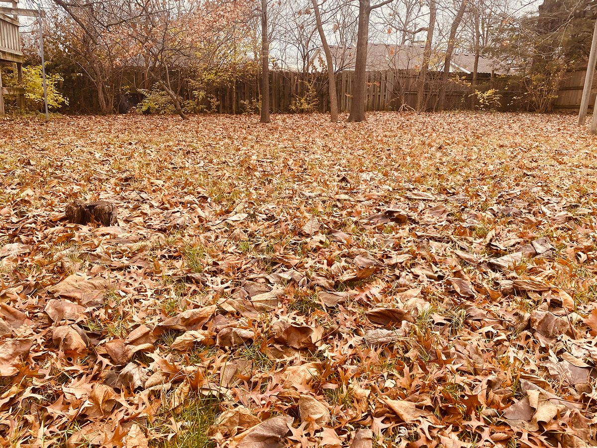 Rake no mistake: Fallen leaves deserve a second life