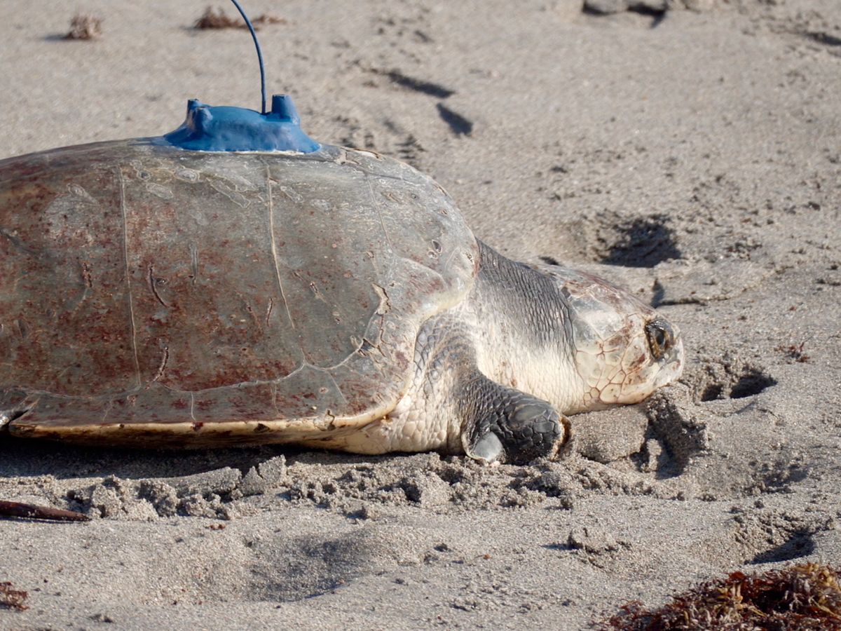 A 3-limbed Kemp's ridley sea turtle is now being tracked at ...