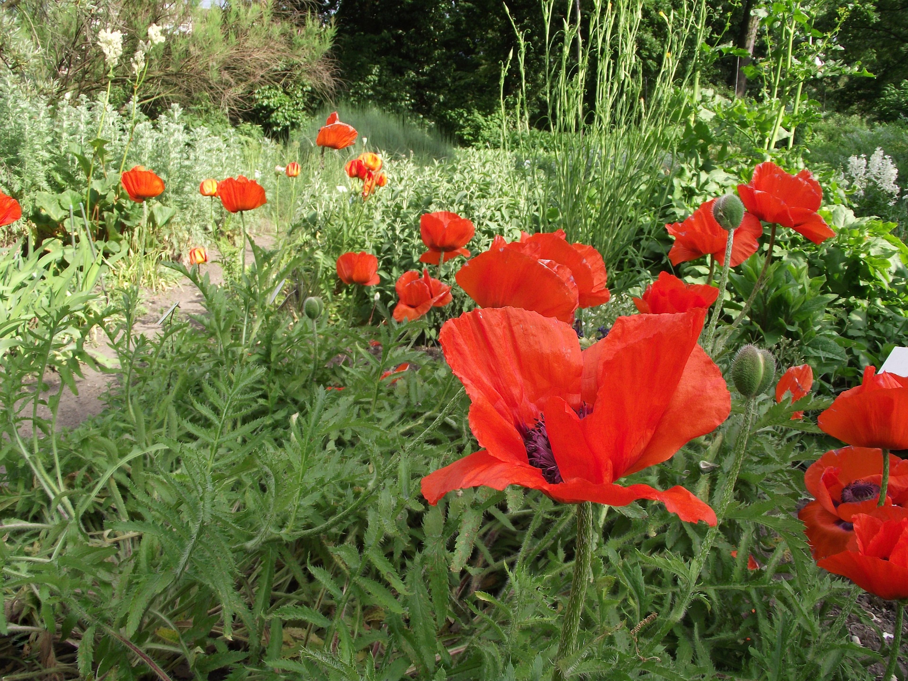 Poppies: A reminder of the sacrifices made for our freedom