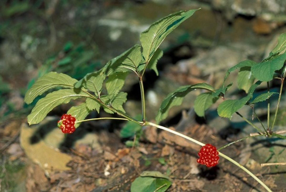 Missouri’s ginseng harvest season open through Dec. 31 with new permit rules for 2025