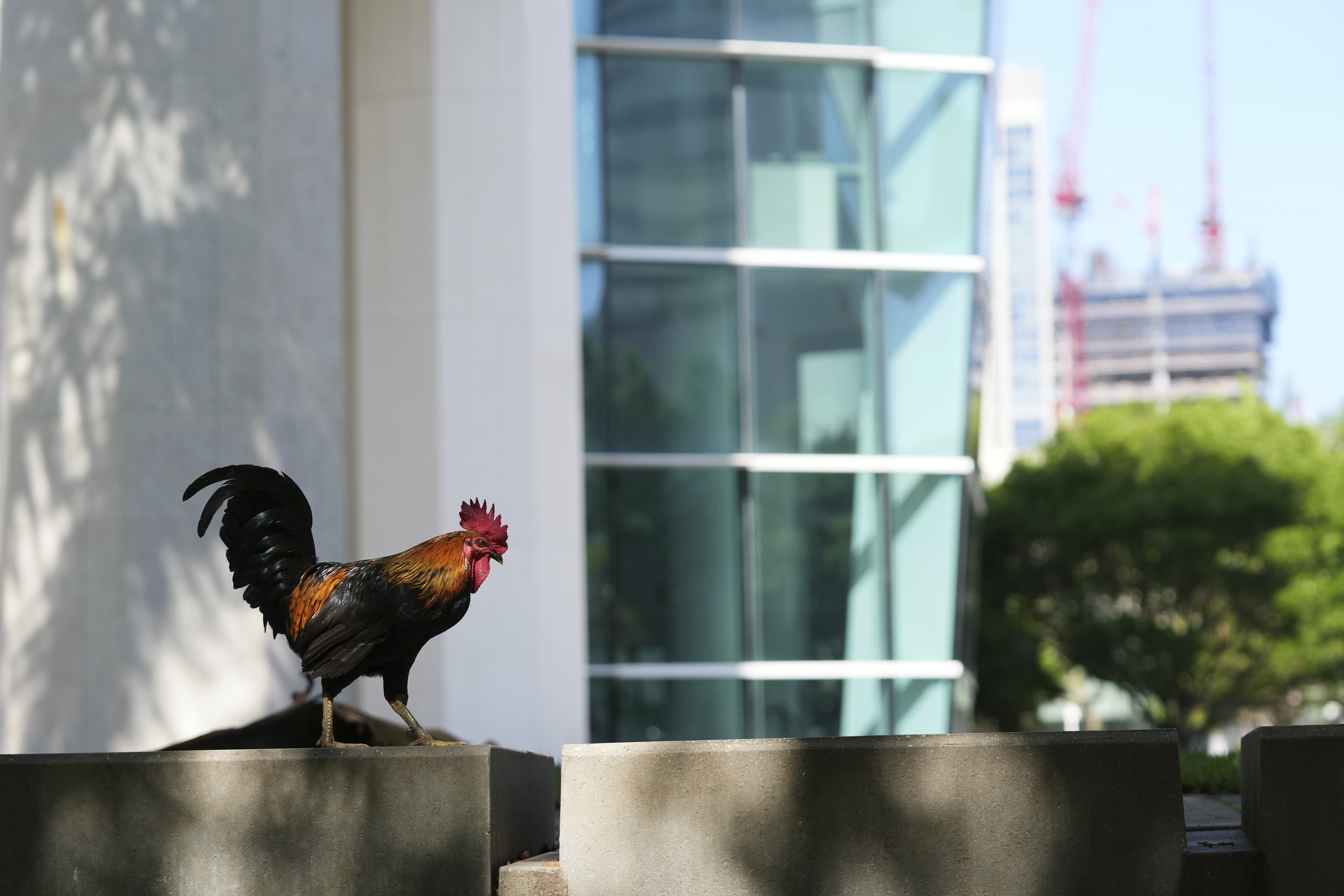 AP PHOTOS: Chickens take over Miami while some embrace roost